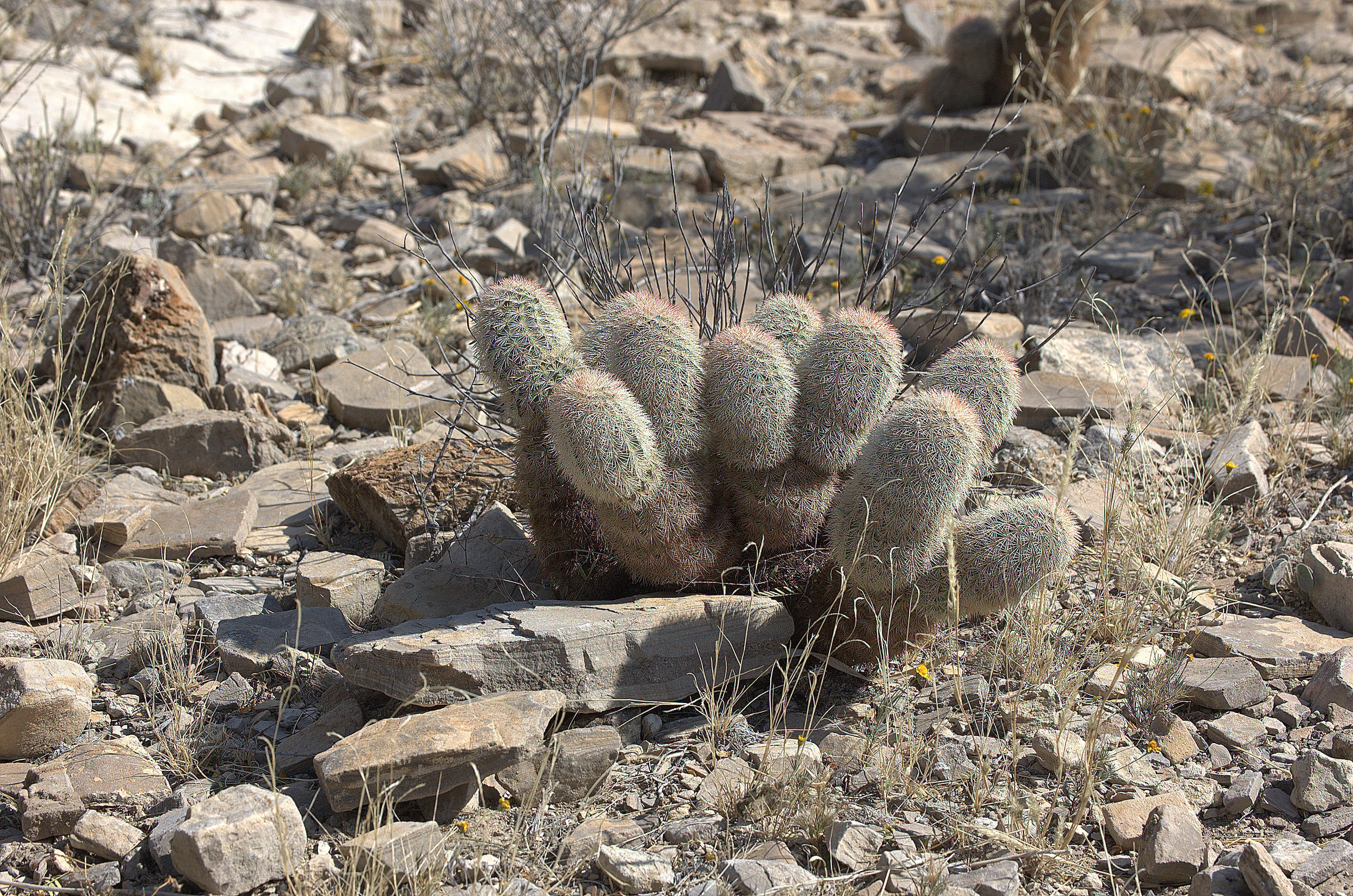Echinocereus dasyacanthus, Texas Rainbow Cactus