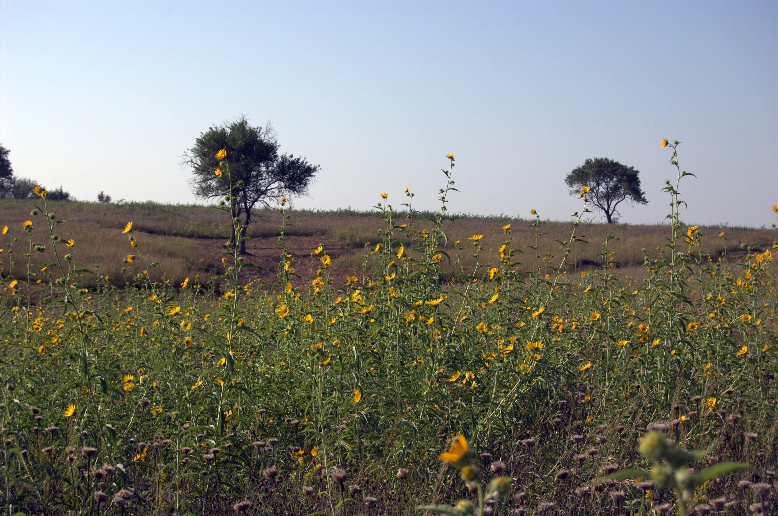 Helianthus maximiliani, Maximilian Sunflower