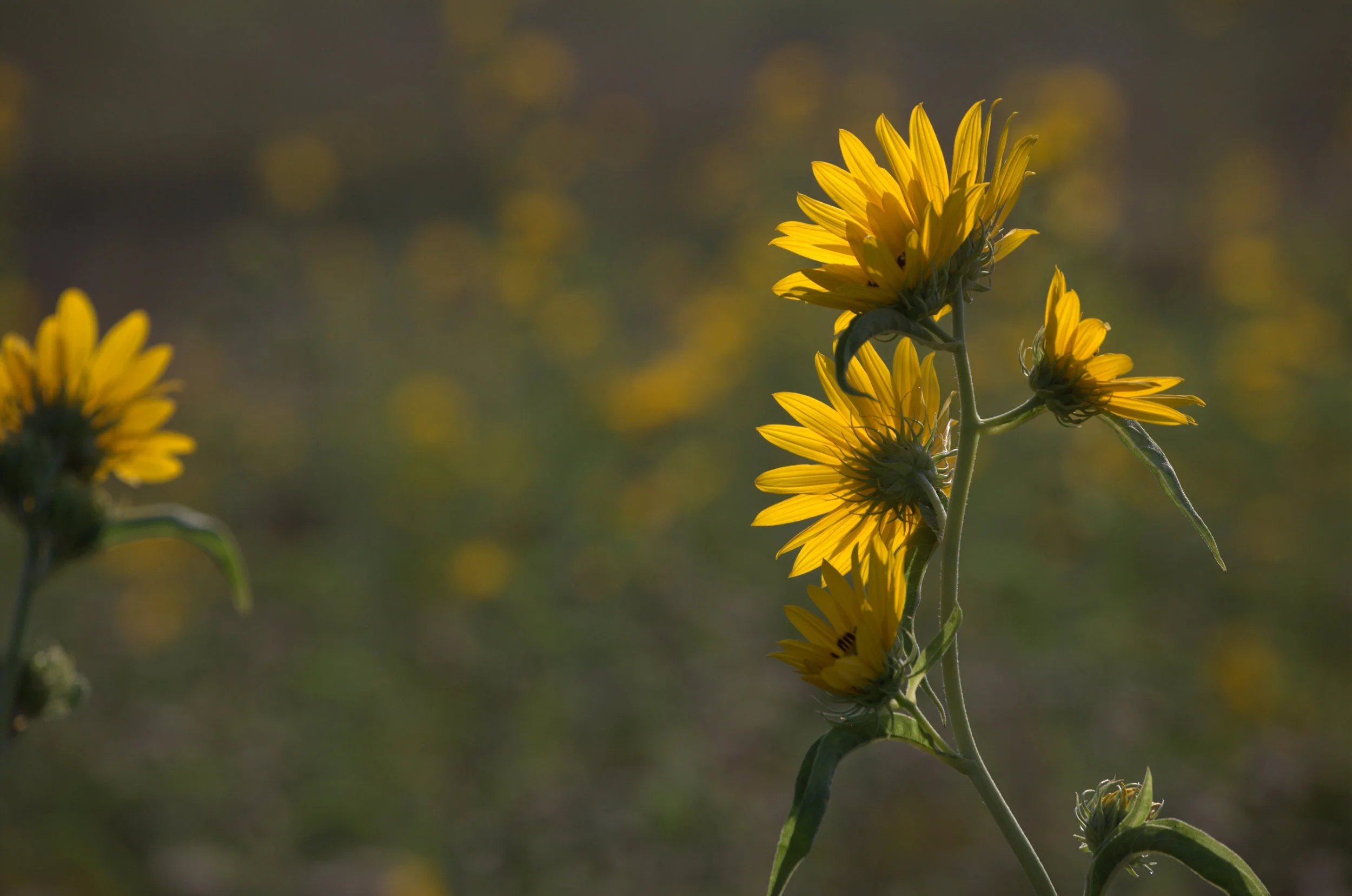Helianthus maximiliani, Maximilian Sunflower