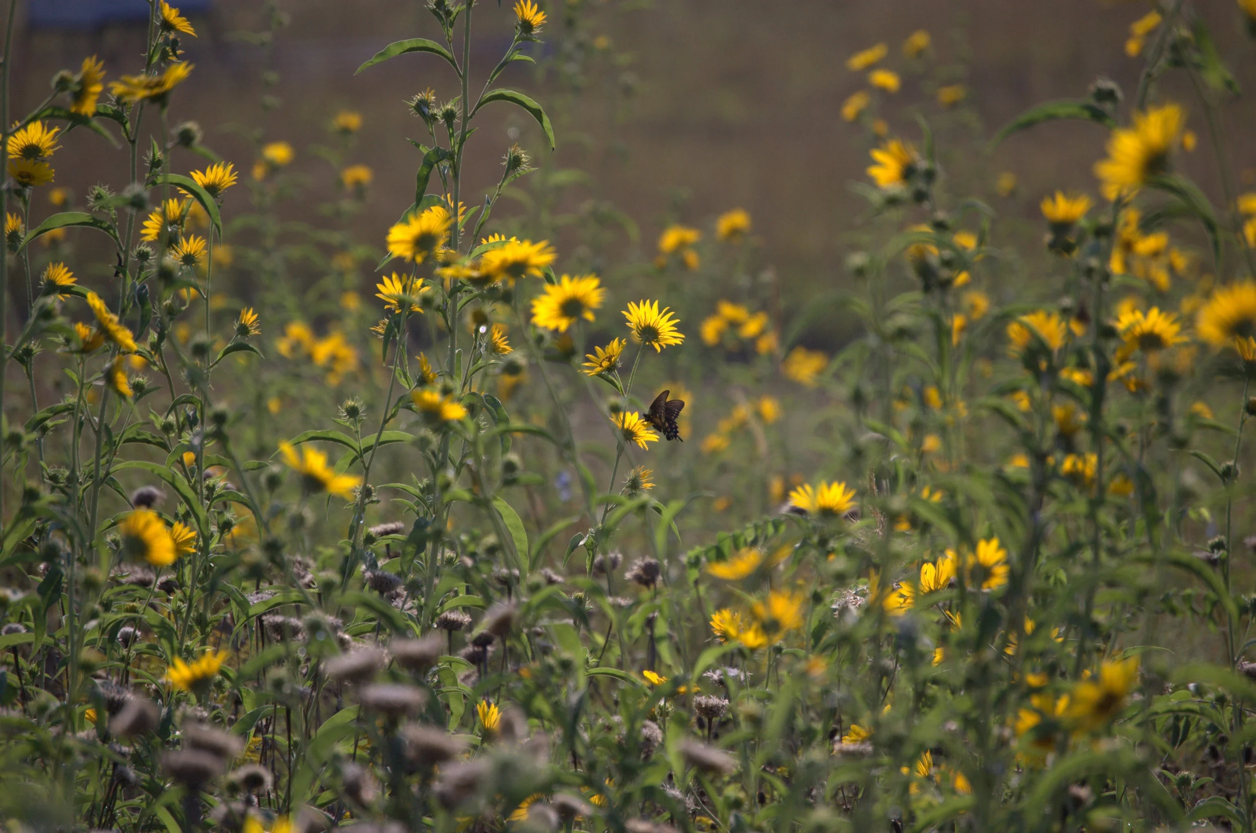 Helianthus maximiliani, Maximilian Sunflower