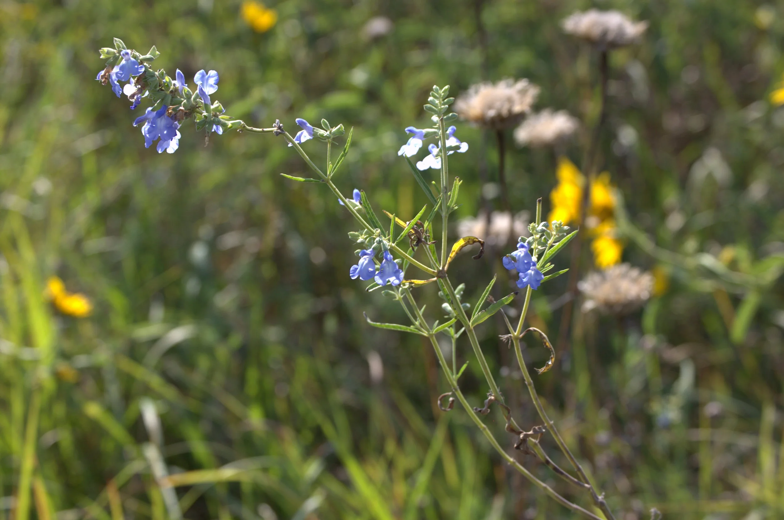 Salvia azurea, Pitcher Sage