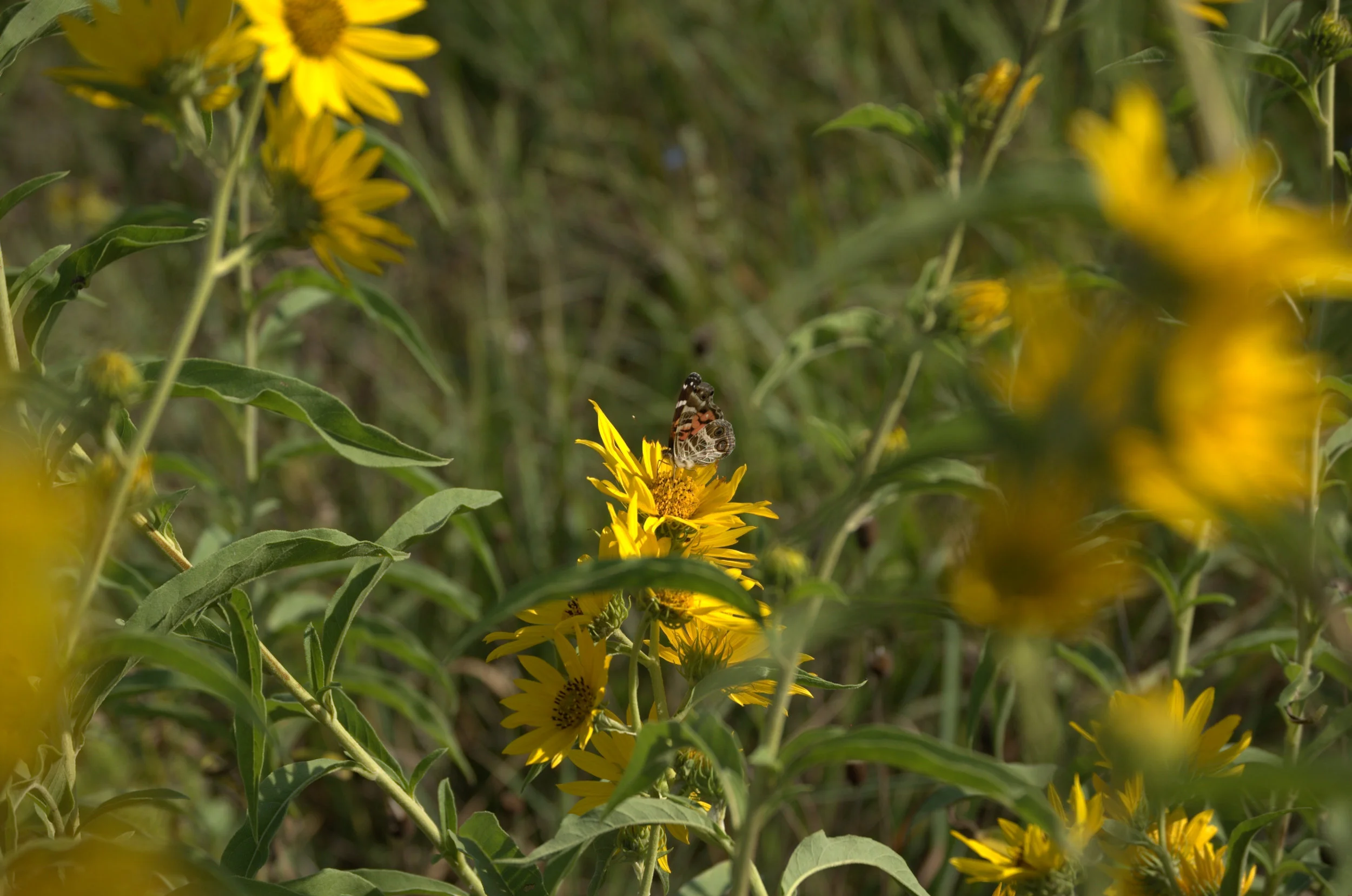 Helianthus maximiliani, Maximilian Sunflower