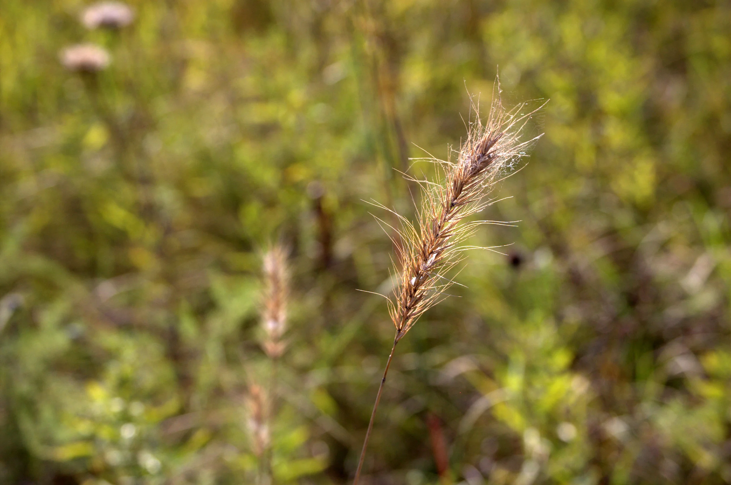 Elymus canadensis, Canadian Wild Rye