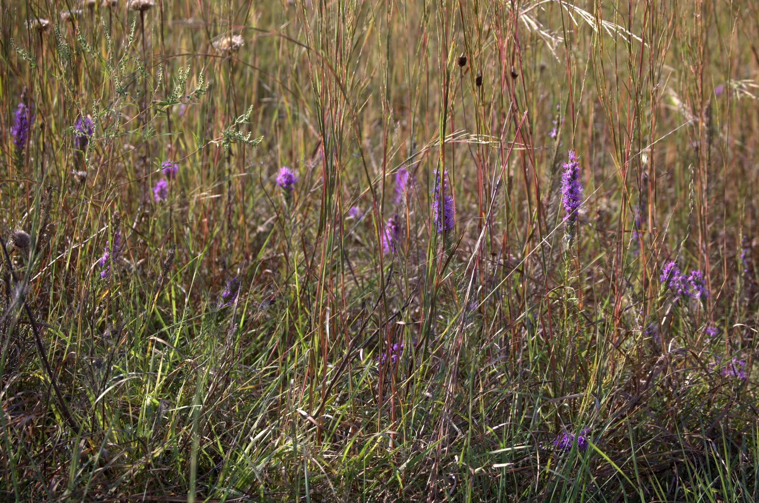 Liatris punctata var. mucronata, Gayfeather