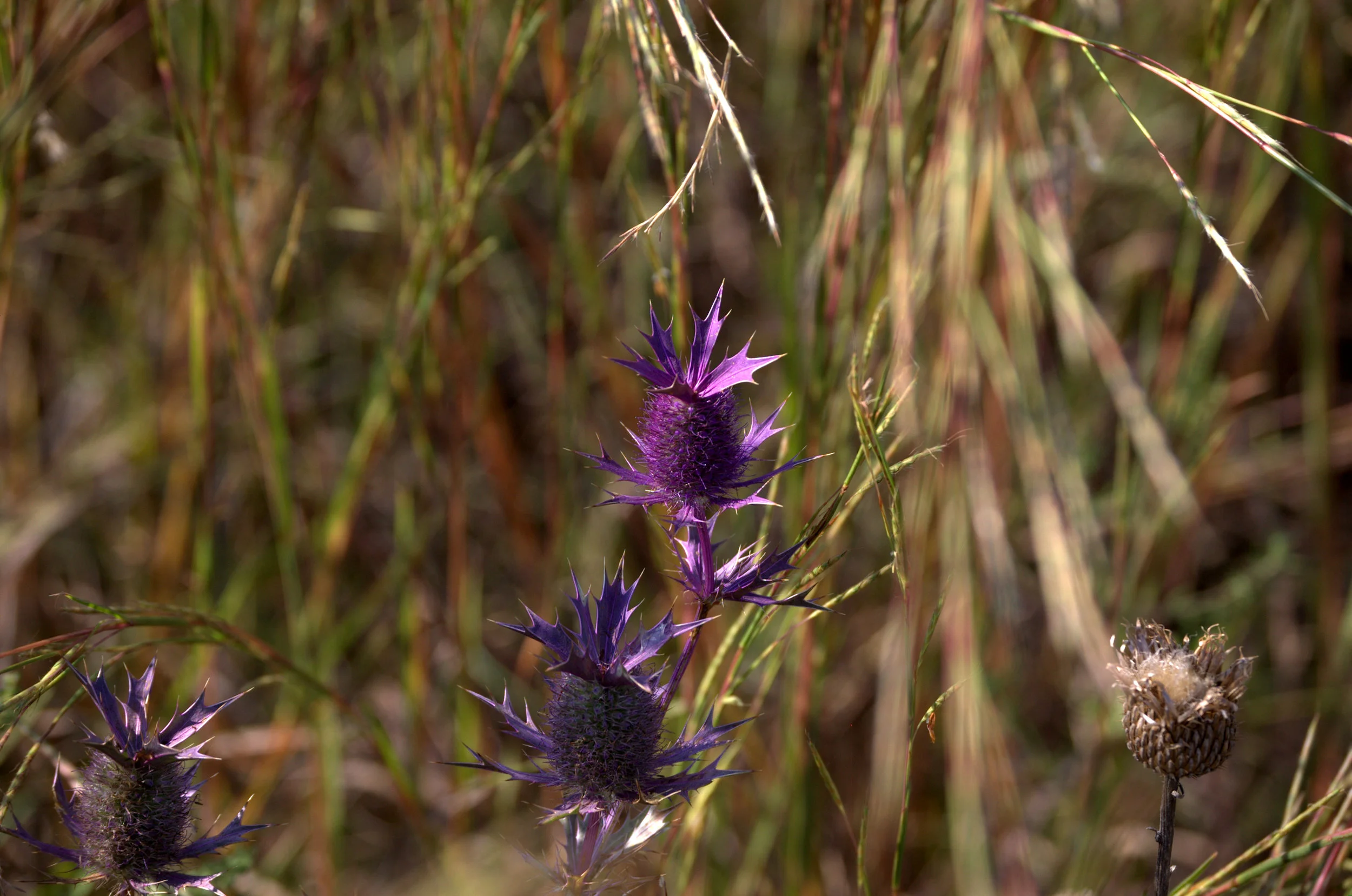 Eryngium leavenworthii, Leavenworth's Eryngo