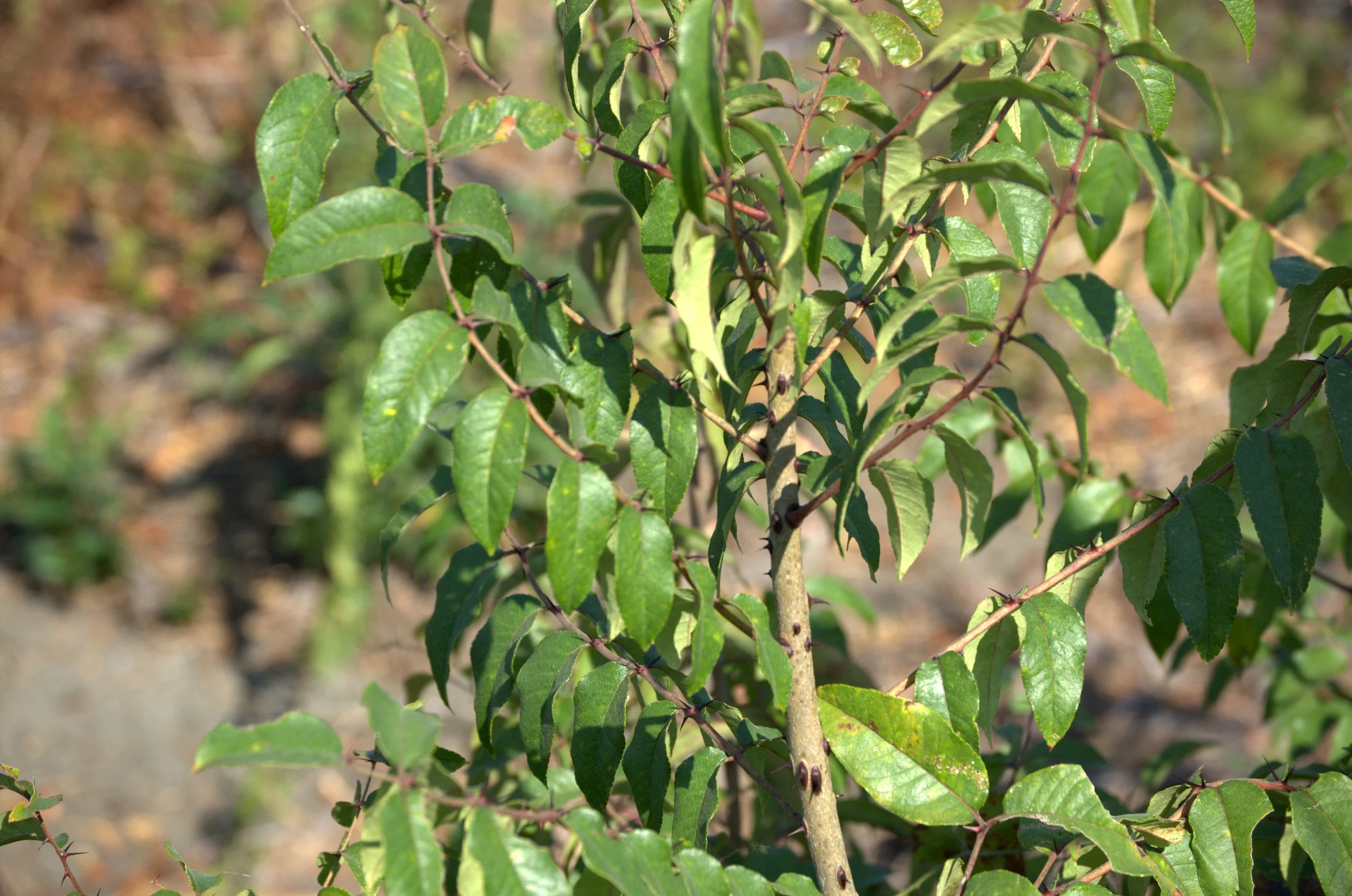 Zanthoxylum hirsutum, Texas Prickly Ash