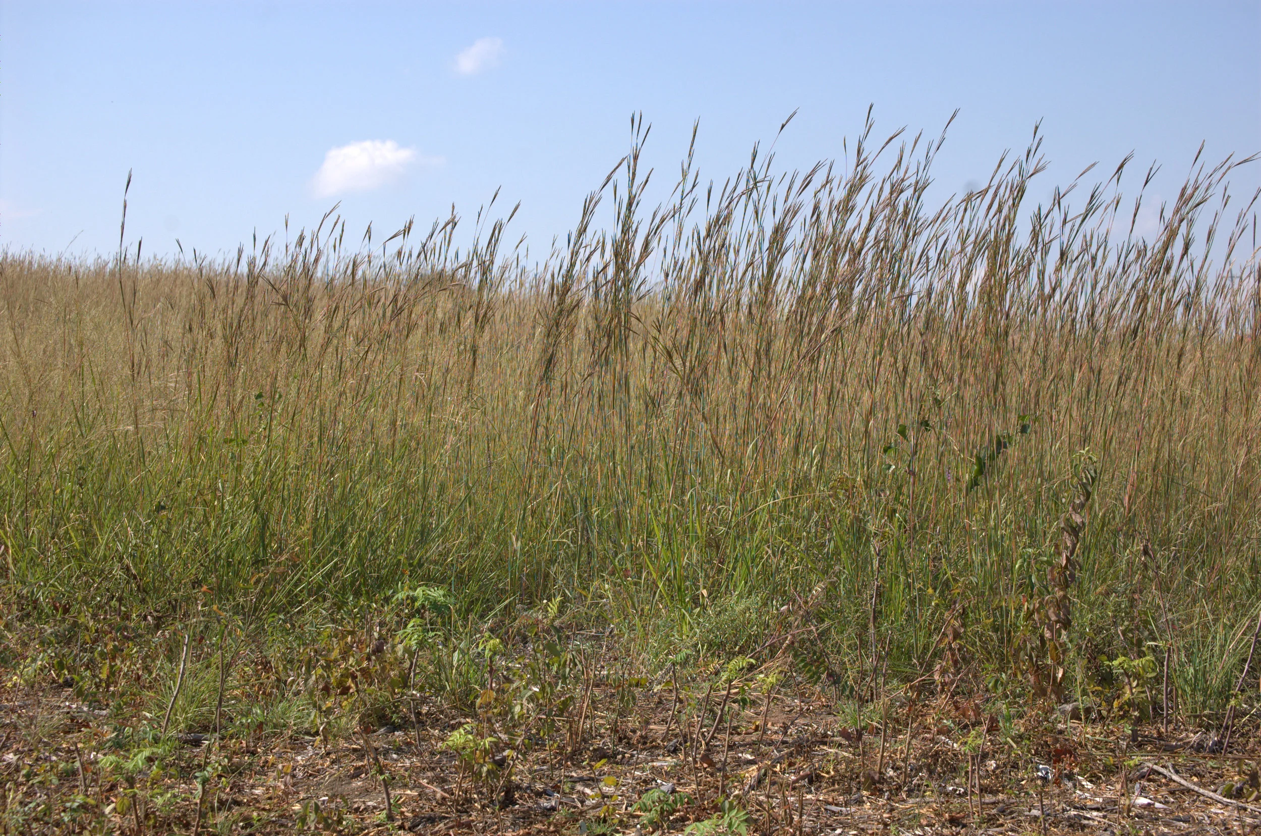 Andropogon gerardii, Big Bluestem