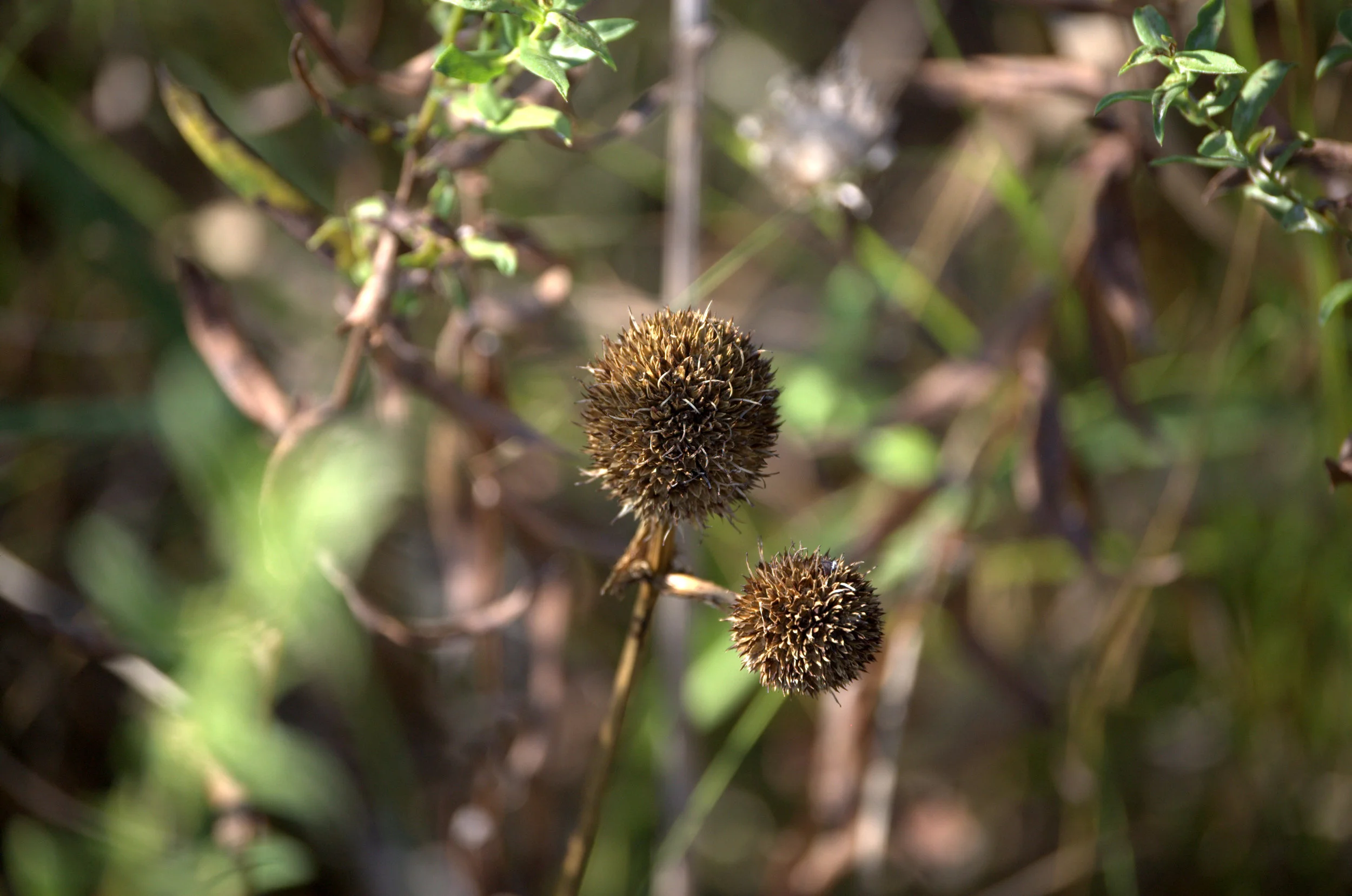 Echinacea angustifolia, Narrow-leaf Coneflower