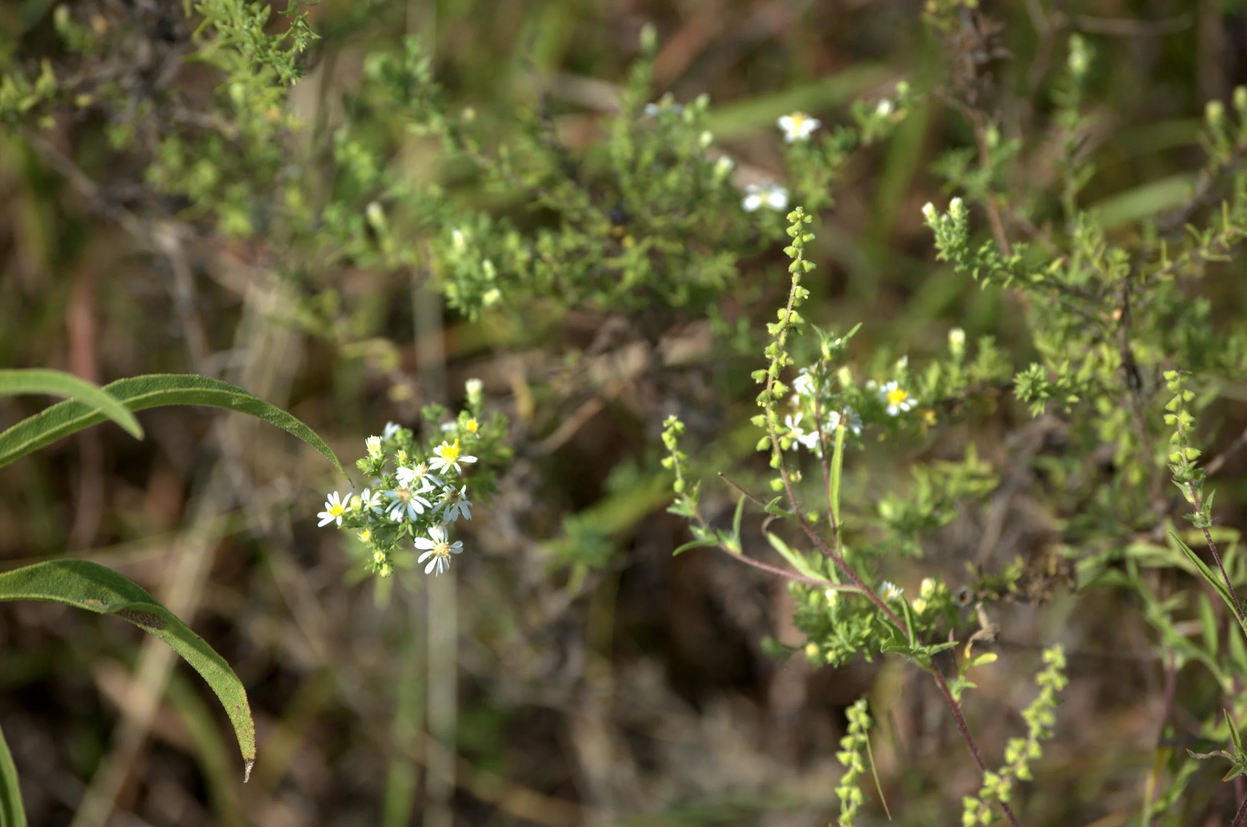 Symphyotrichum ericoides, Heath Aster