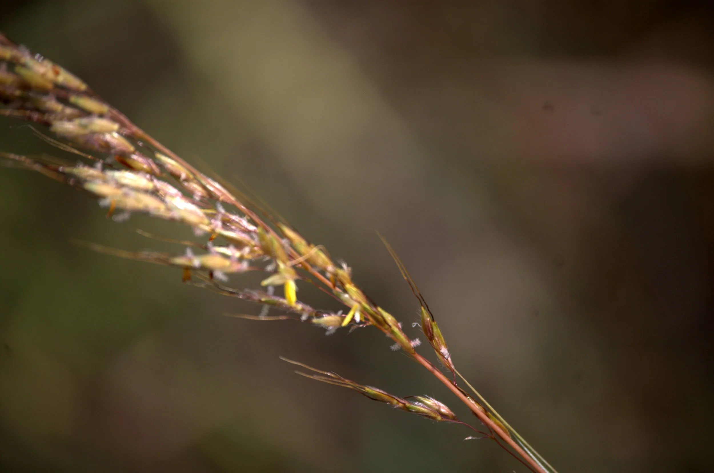 Sorghastrum nutans, Indiangrass