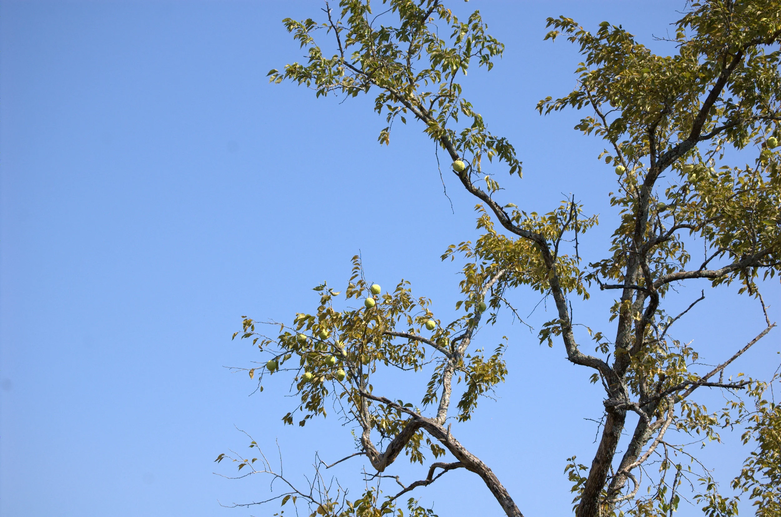Maclura pomifera, Osage Orange