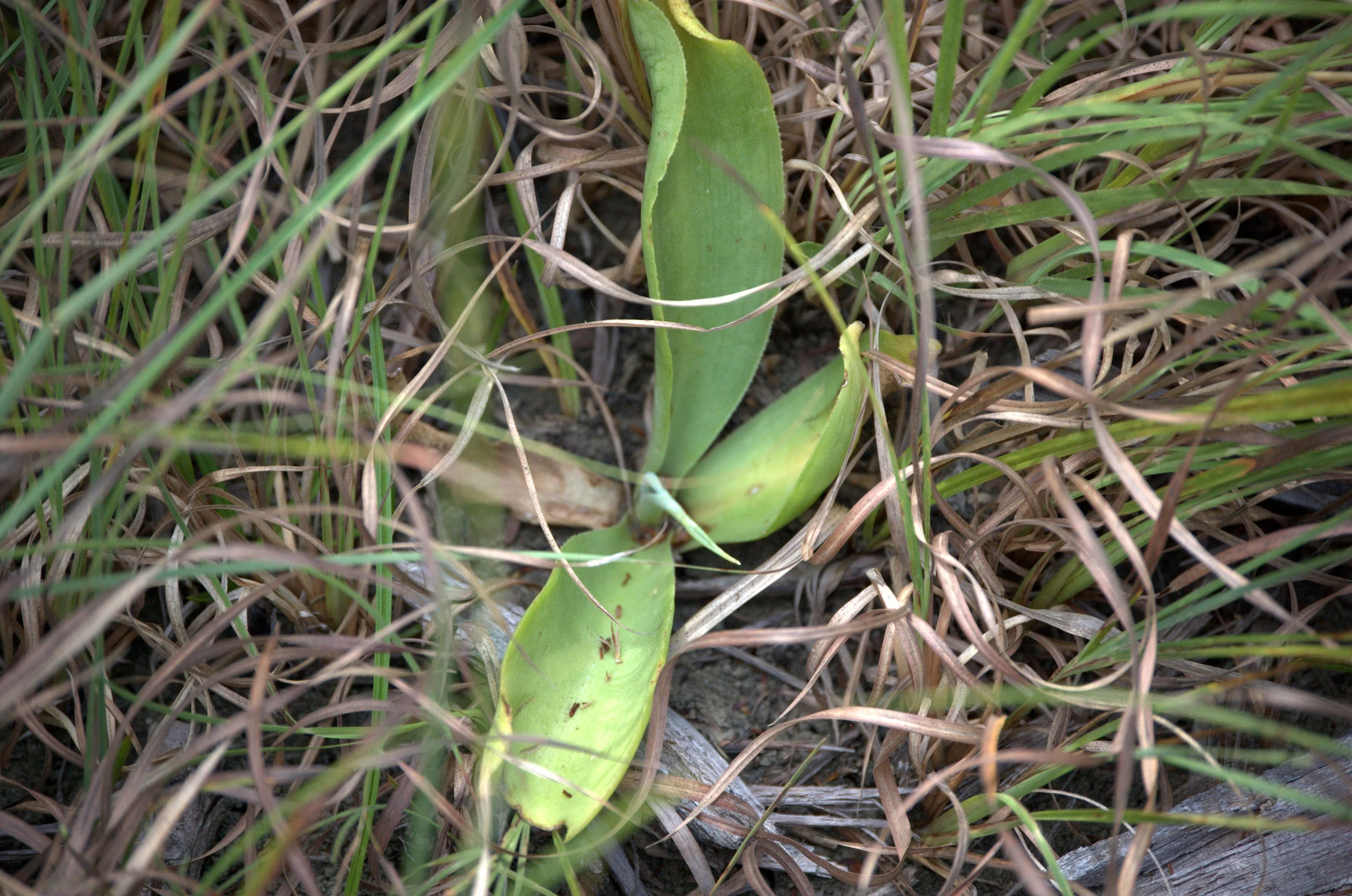 Manfreda virginica subsp. lata, False Aloe