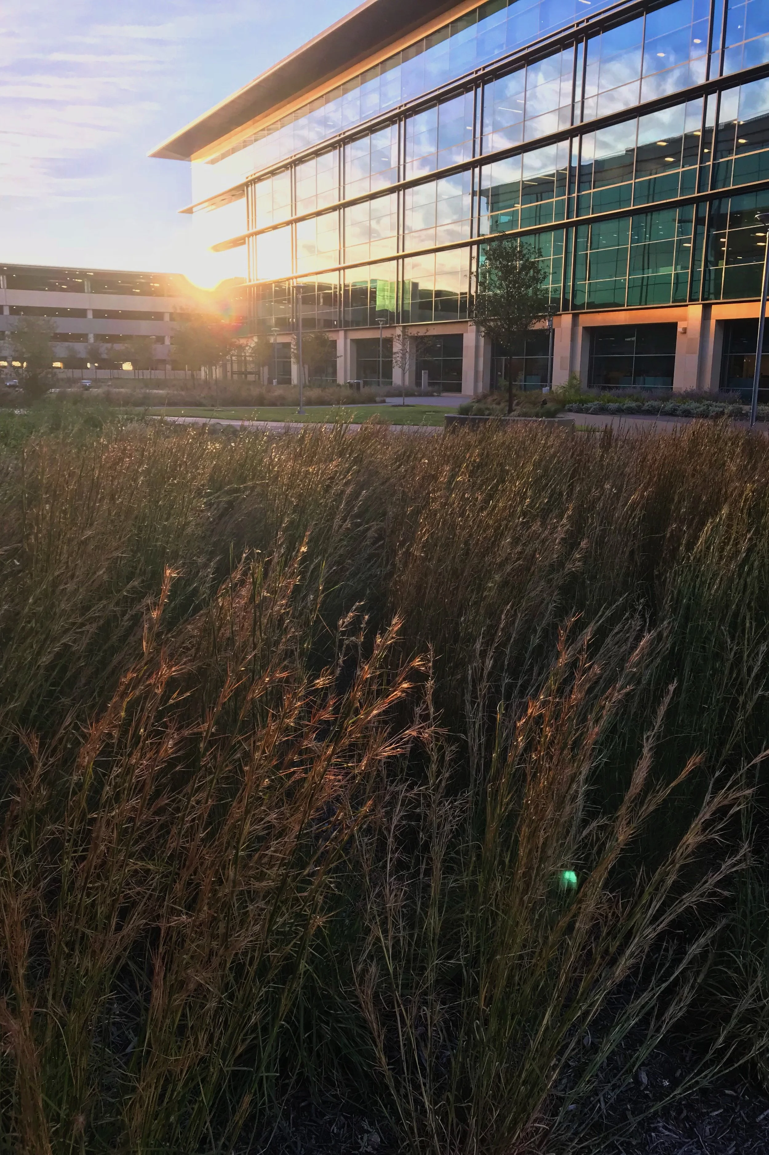 Rooftop Garden, Schizachyrium scoparium, Little Bluestem