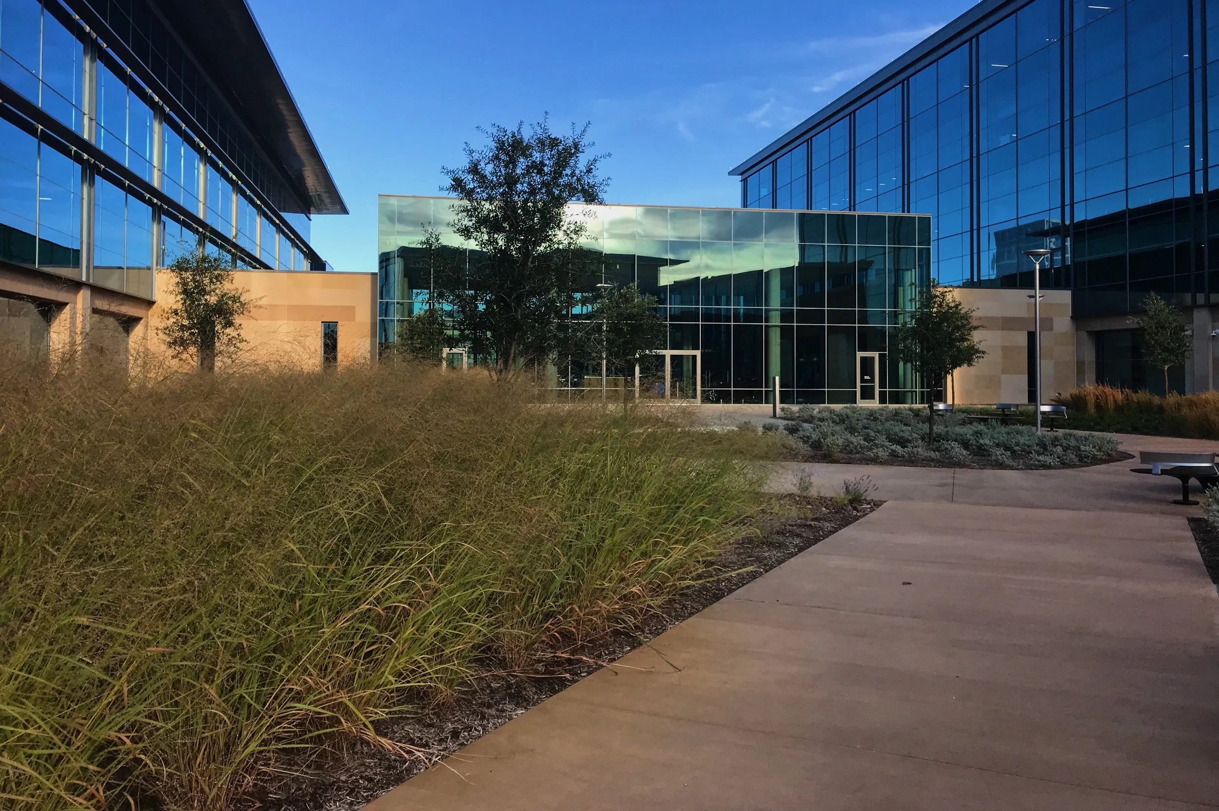 Rooftop garden, Panicum sp., Switchgrass