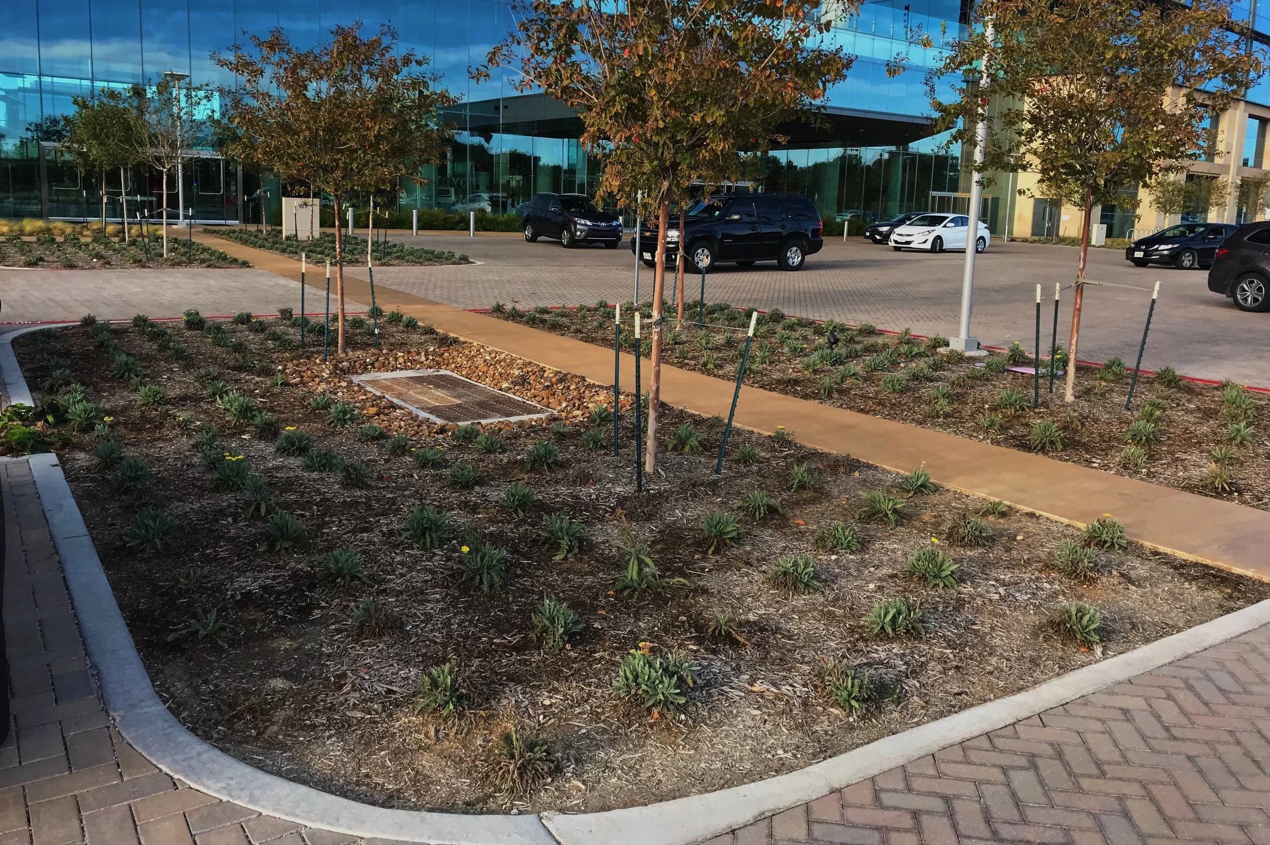 Achillea millefolium 'Moonshine', Yarrow and single trunk Lagerstroemia, Crape Myrtle