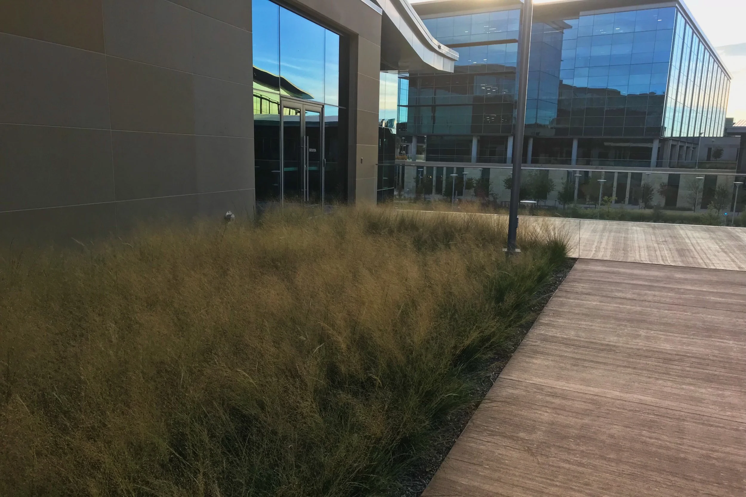 Rooftop garden, Muhlenbergia capillaris 'White Cloud', White Cloud Gulf Muhly Grass