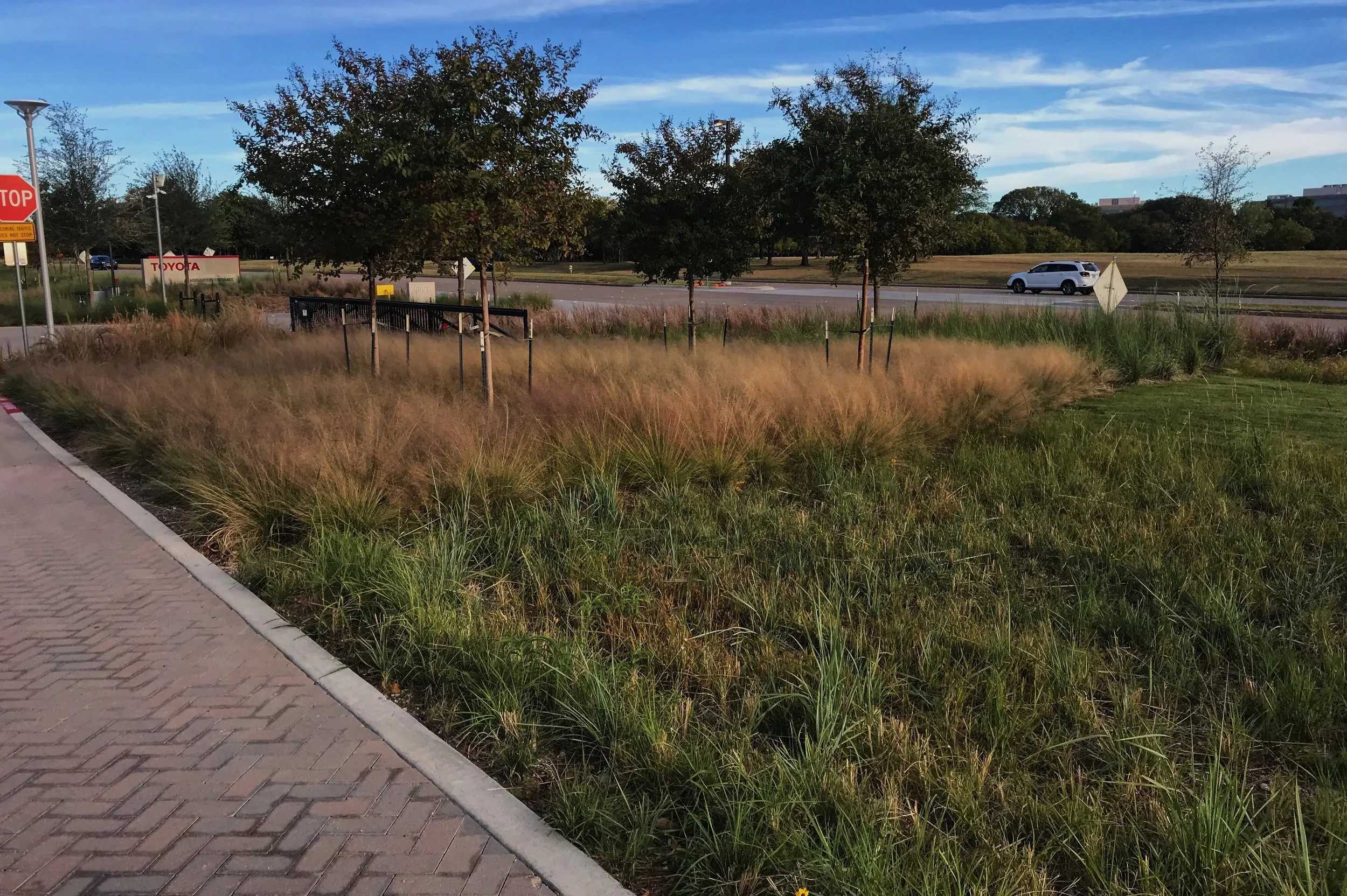Muhlenbergia capillaris, Gulf Muhly Grass