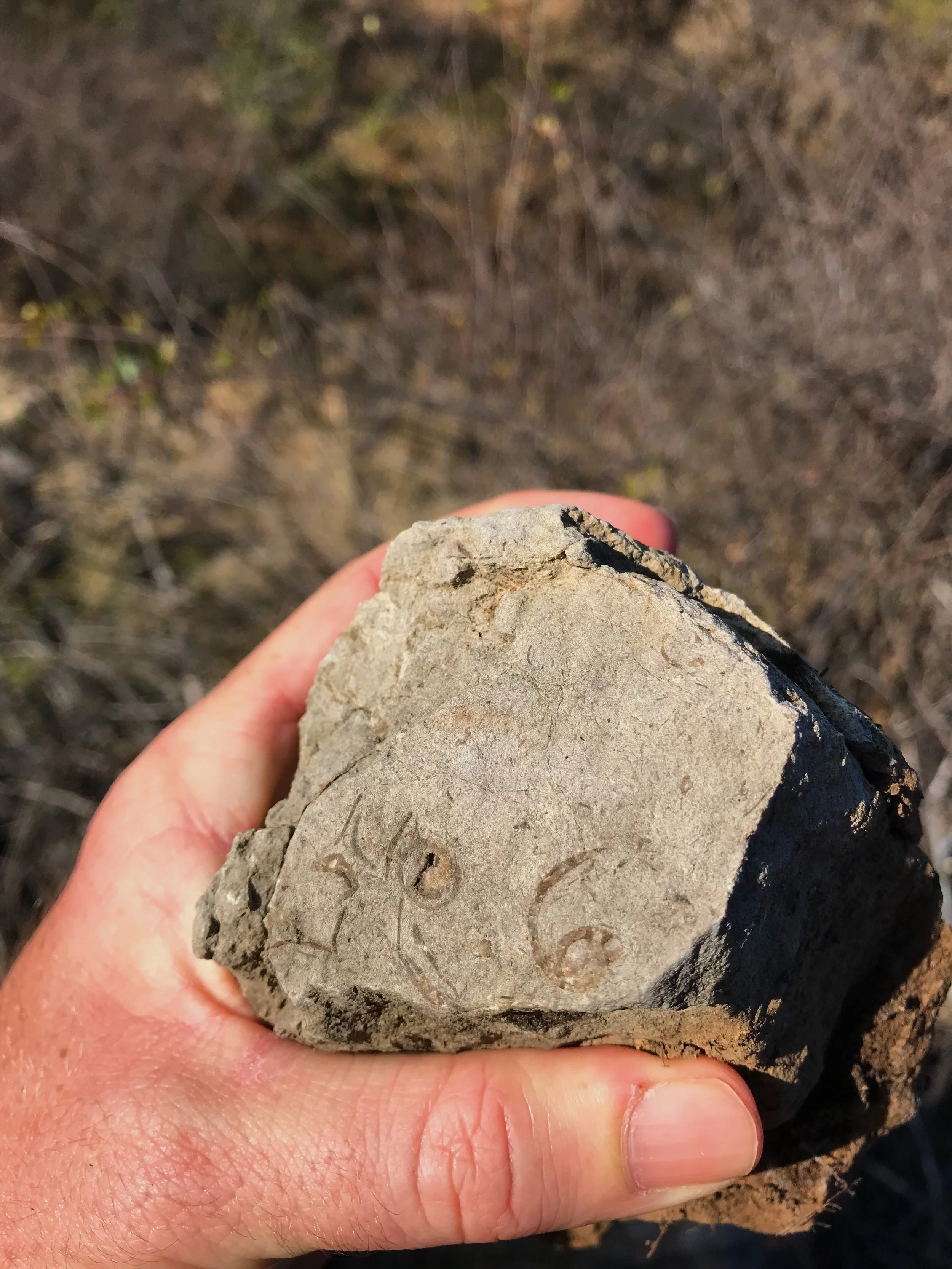 Fossils along the ridge