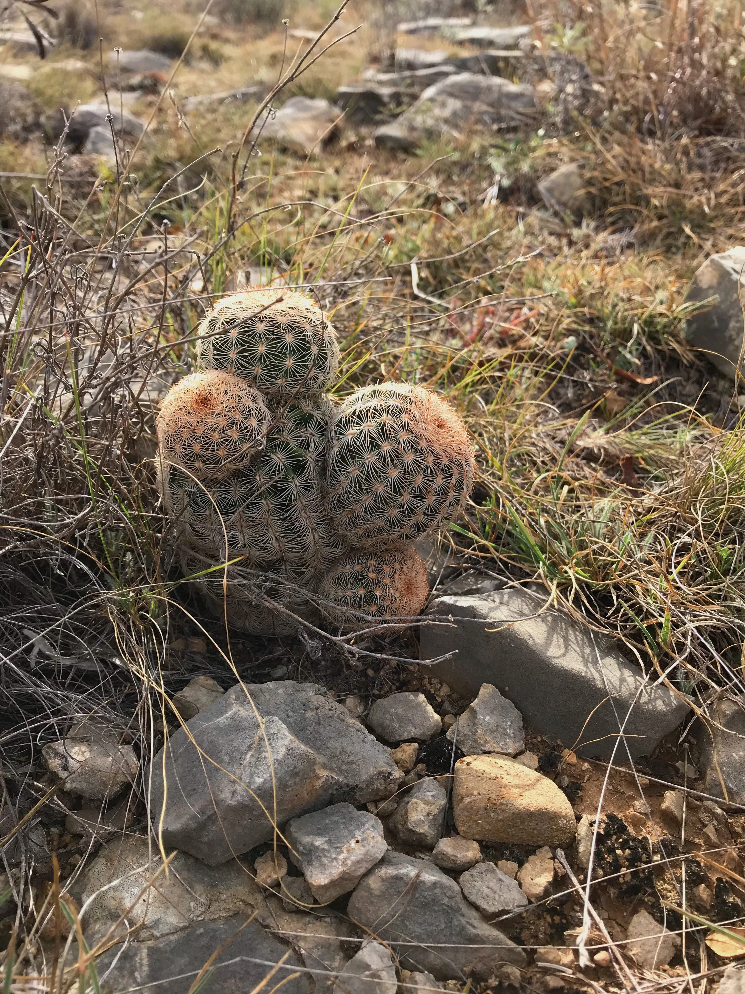 Echinocereus reichenbachii, Lace cactus