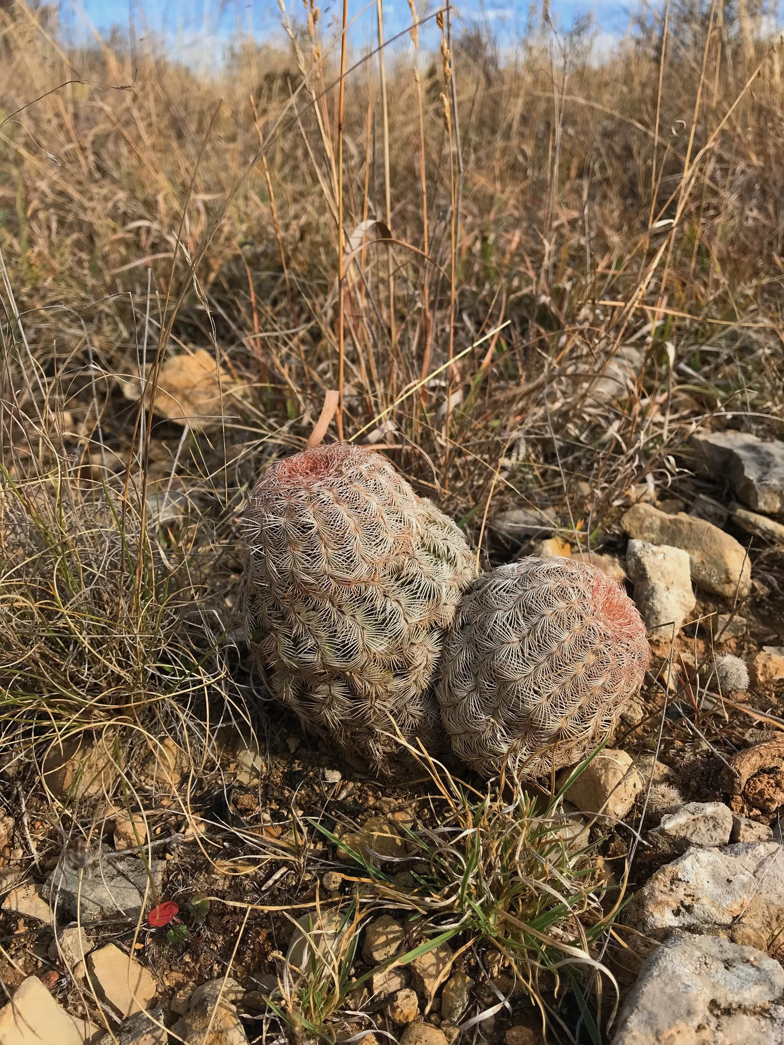 Echinocereus reichenbachii, Lace cactus