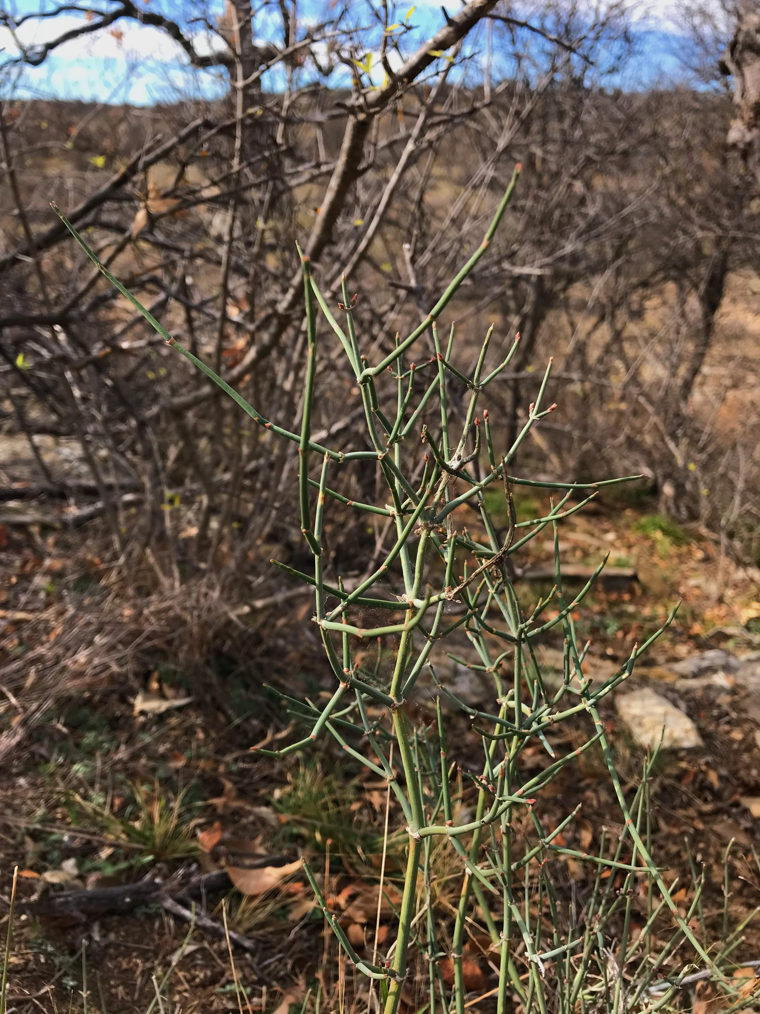 Ephedra antisyphilitica, Mormon tea