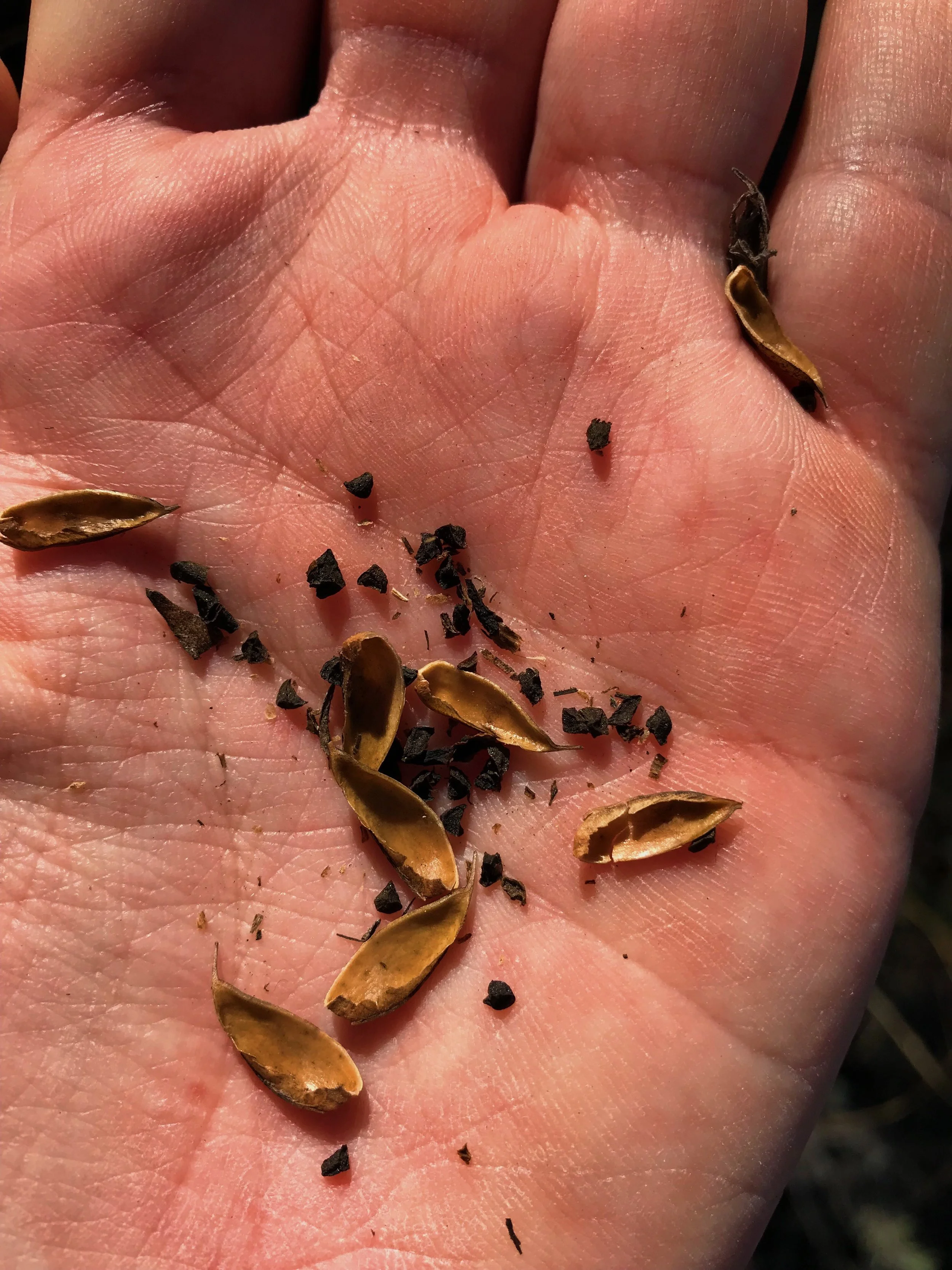 Penstemon cobaea, Prairie penstemon seeds