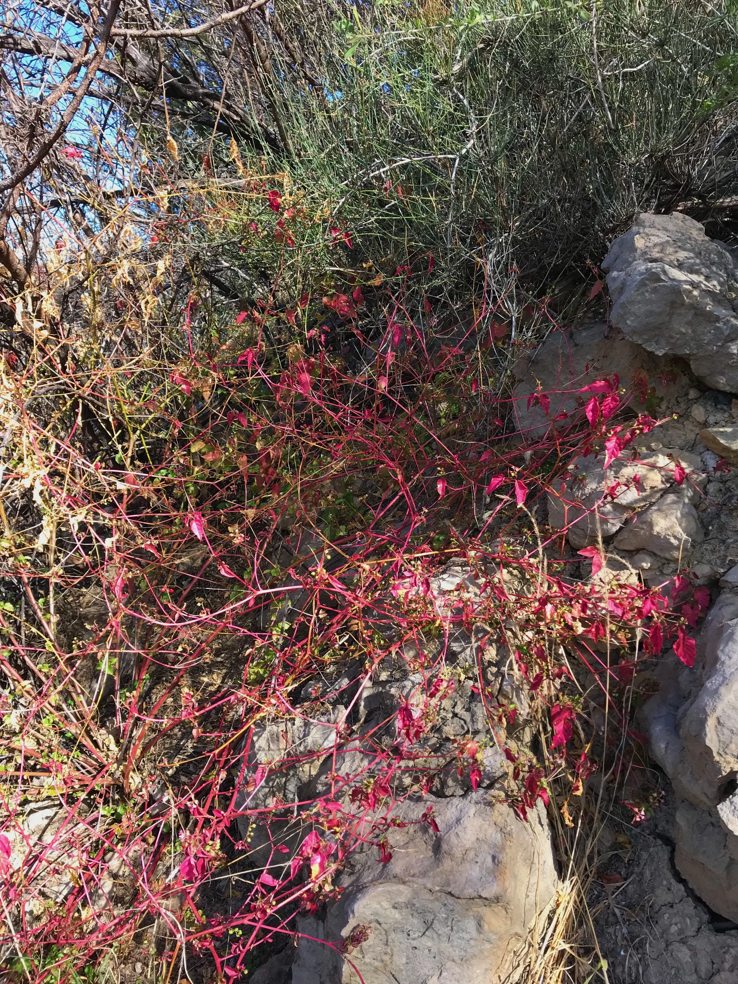 Rivina humilis, Pigeonberry