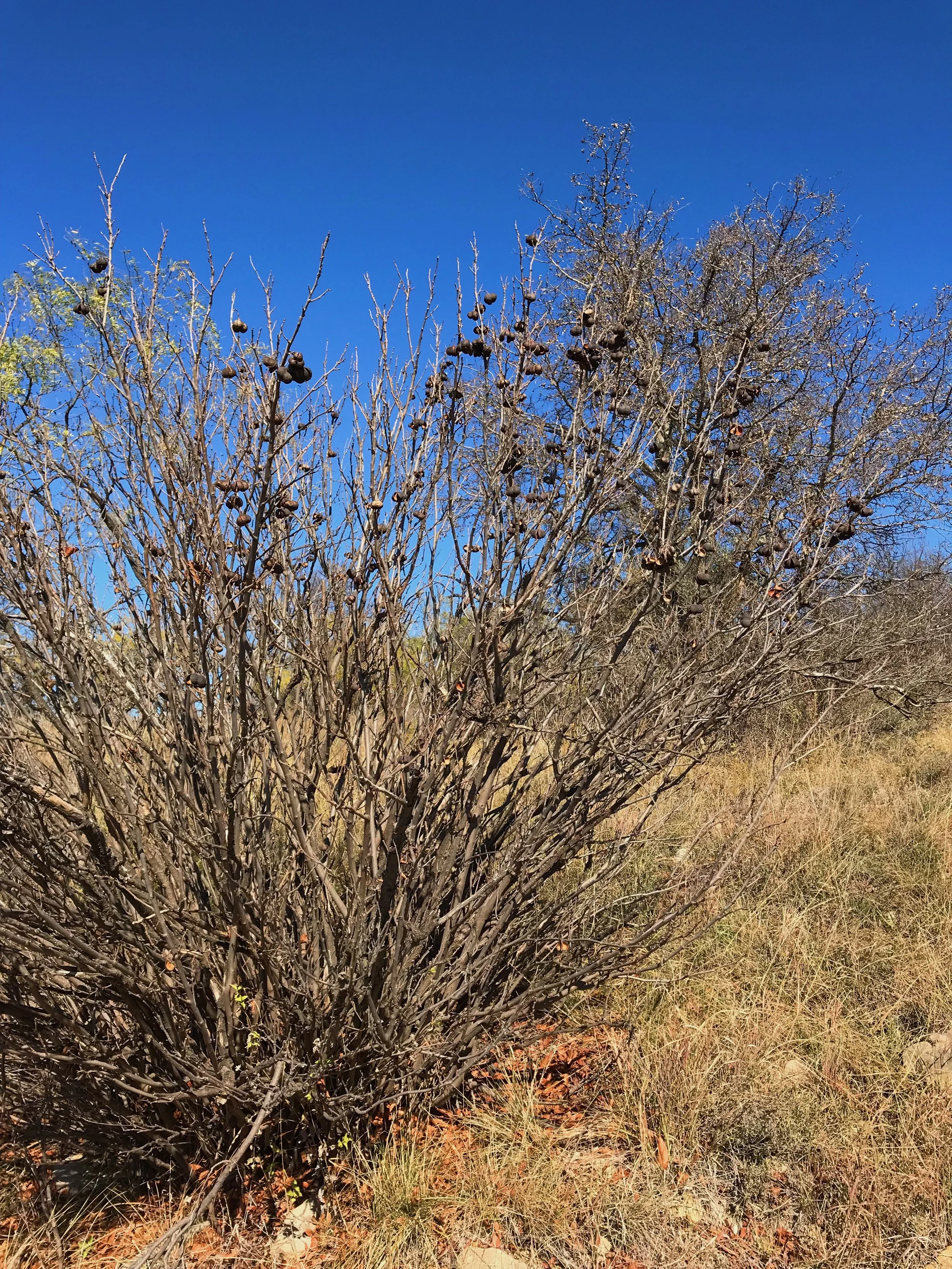 Ungnadia speciosa, Mexican buckeye
