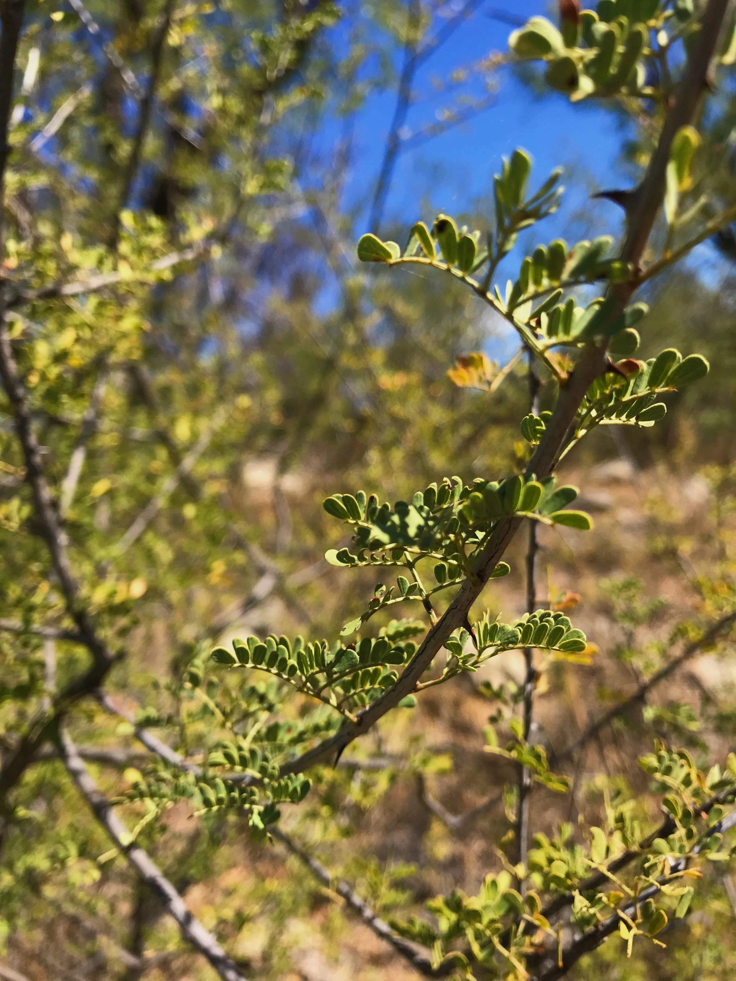 Mimosa borealis, Fragrant mimosa