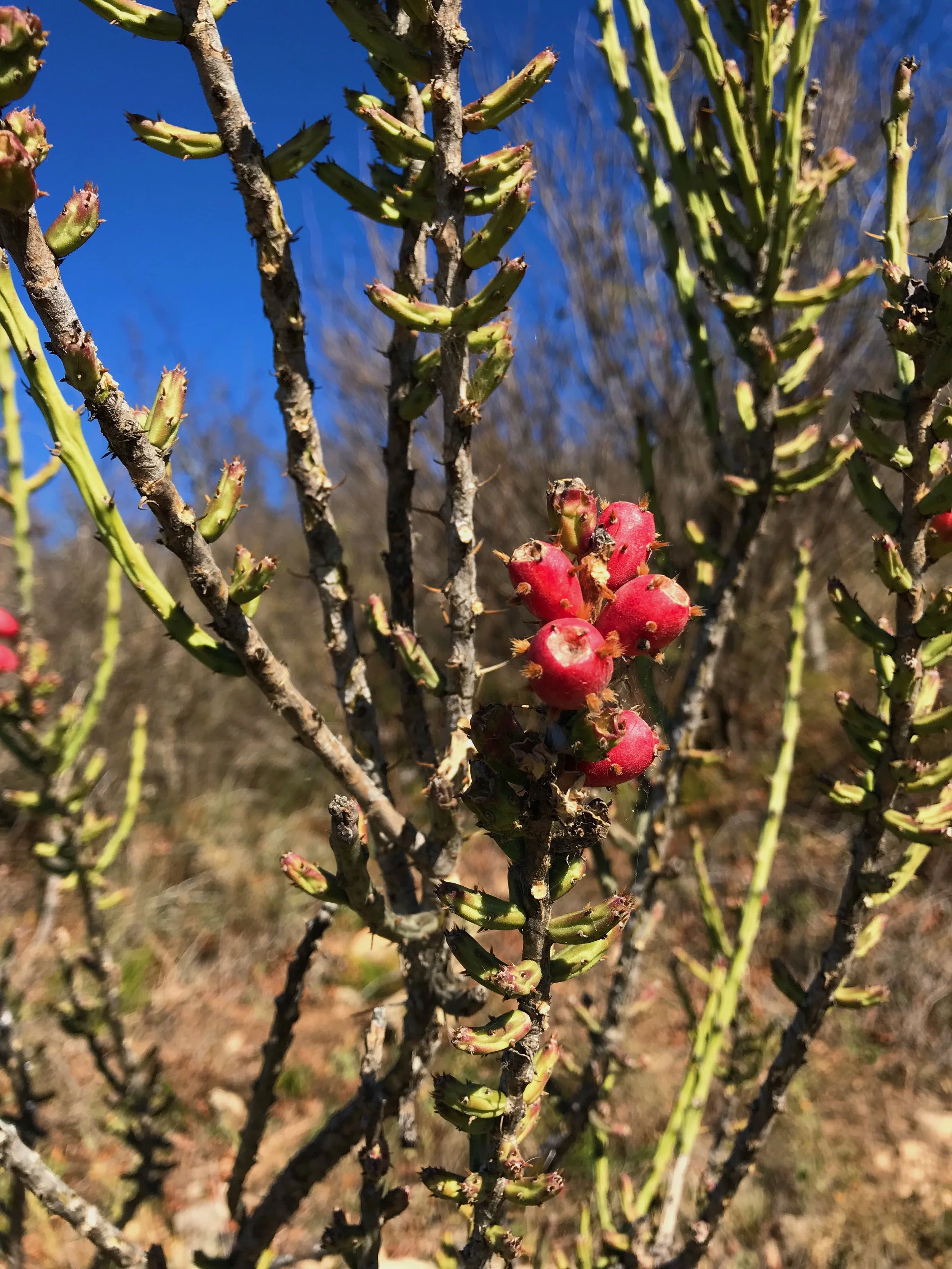 Cylindropuntia leptocaulis, Christmas cactus