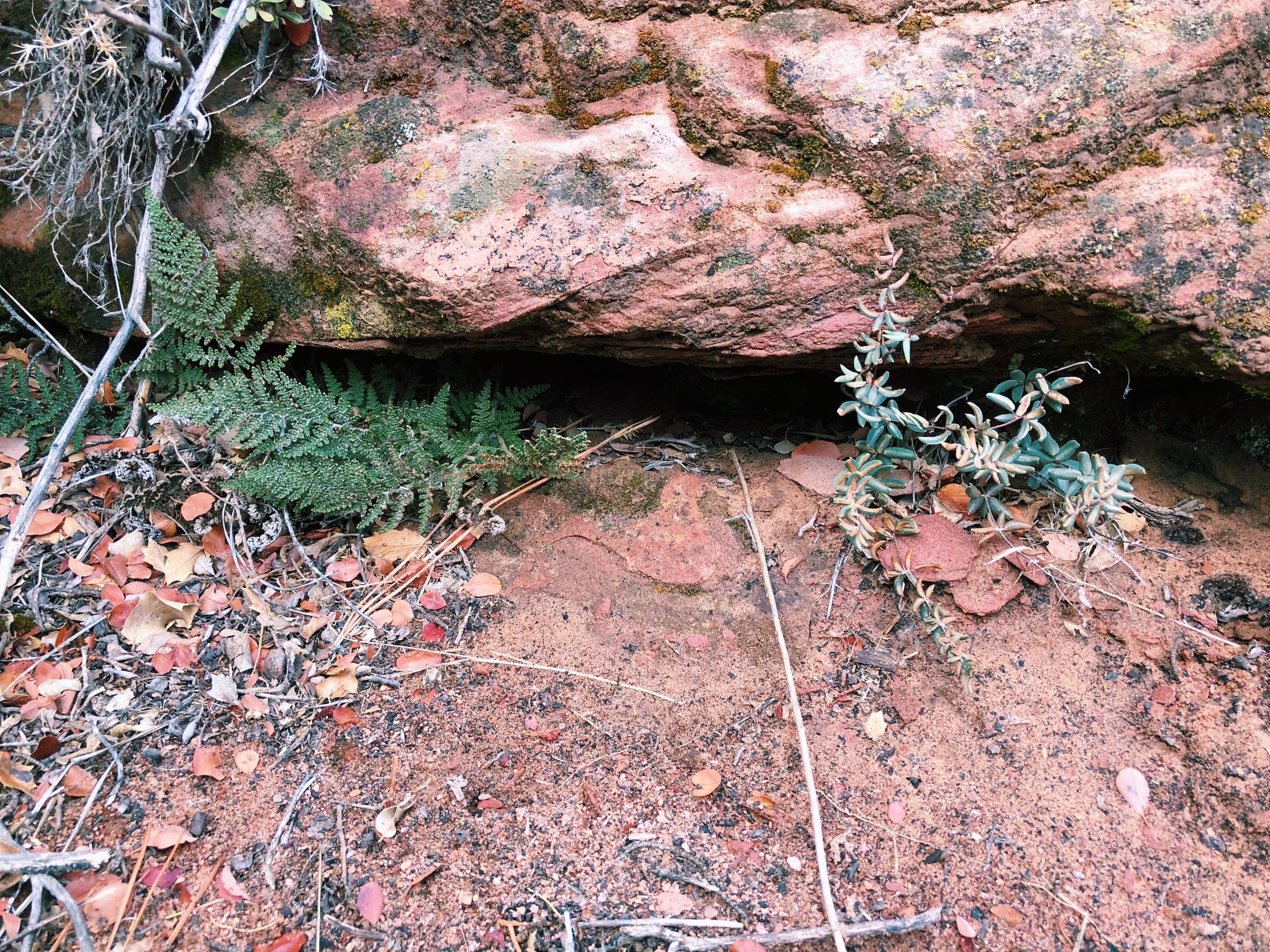(L) Cheilanthes covillei, Coville's lip fern and (R) Pellaea glabella, Smooth cliffbrake