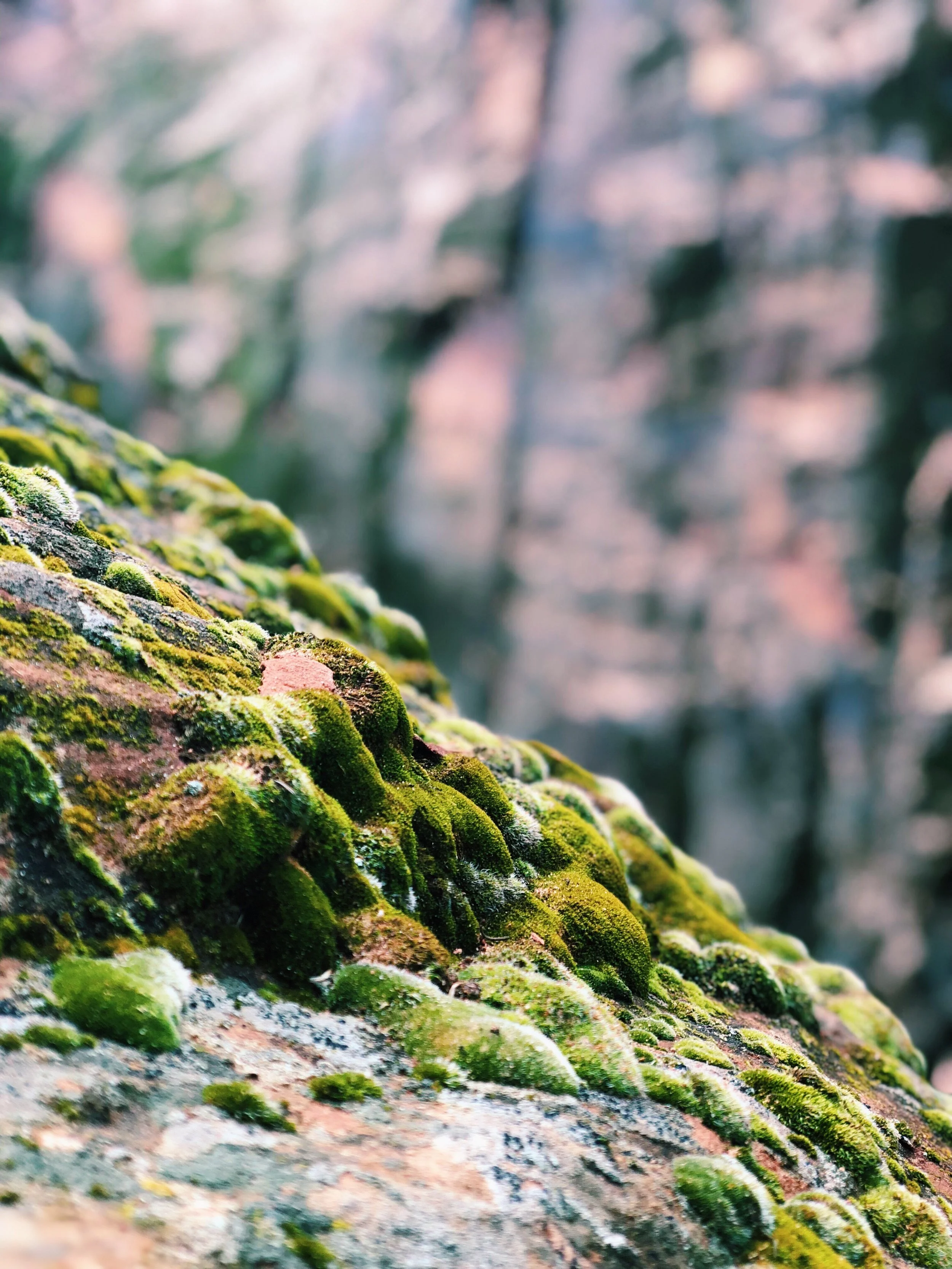Moss
