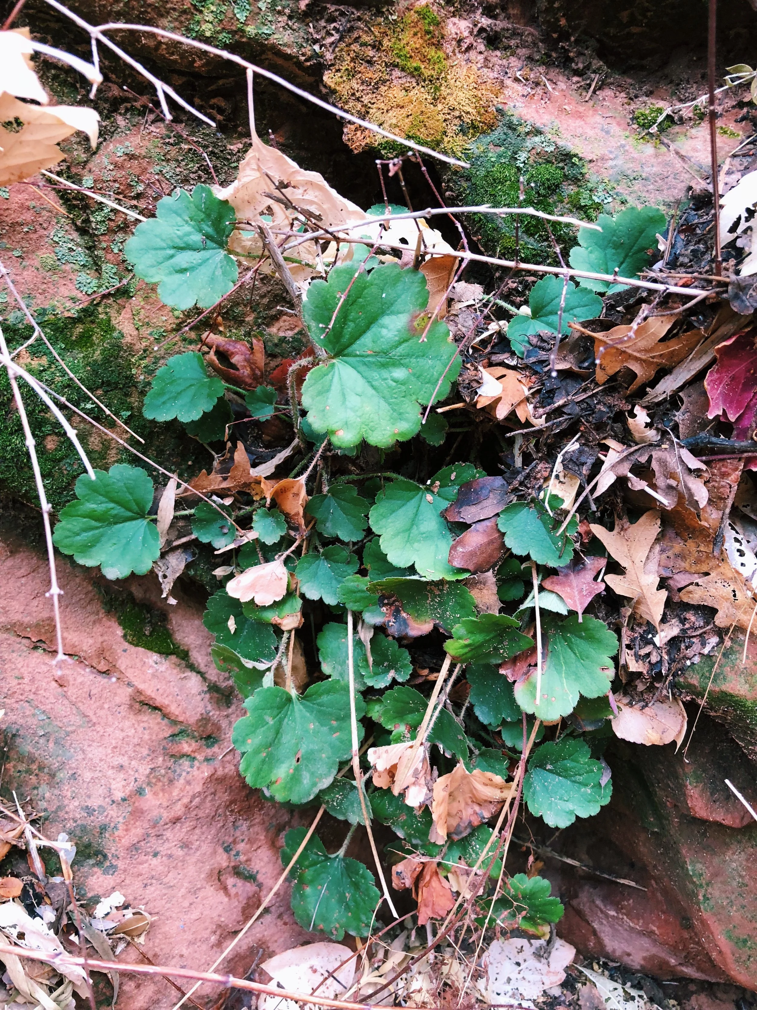 Heuchera parvifolia, Littleleaf alumroot 