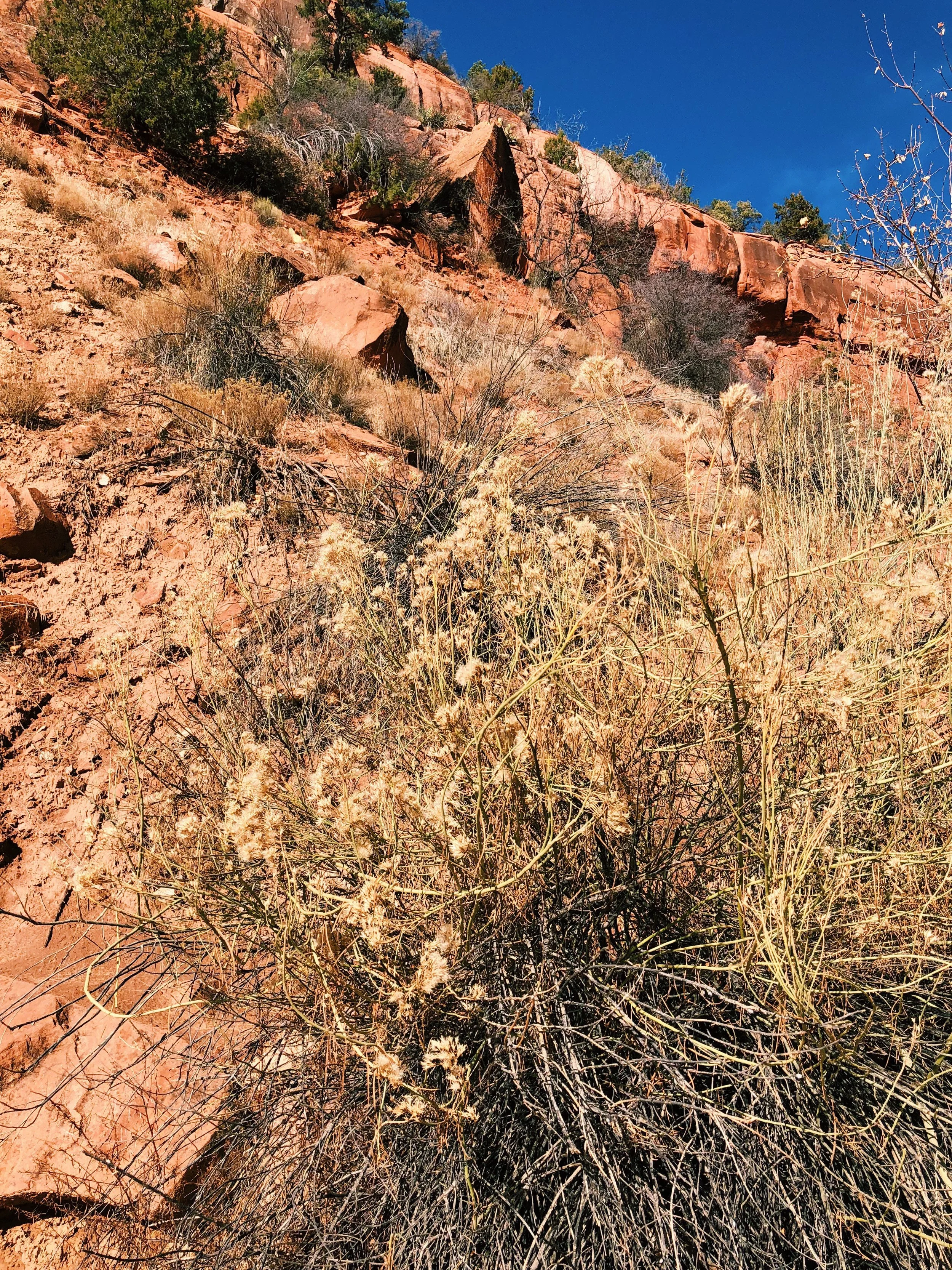 Chrysothamnus sp., Rabbitbrush