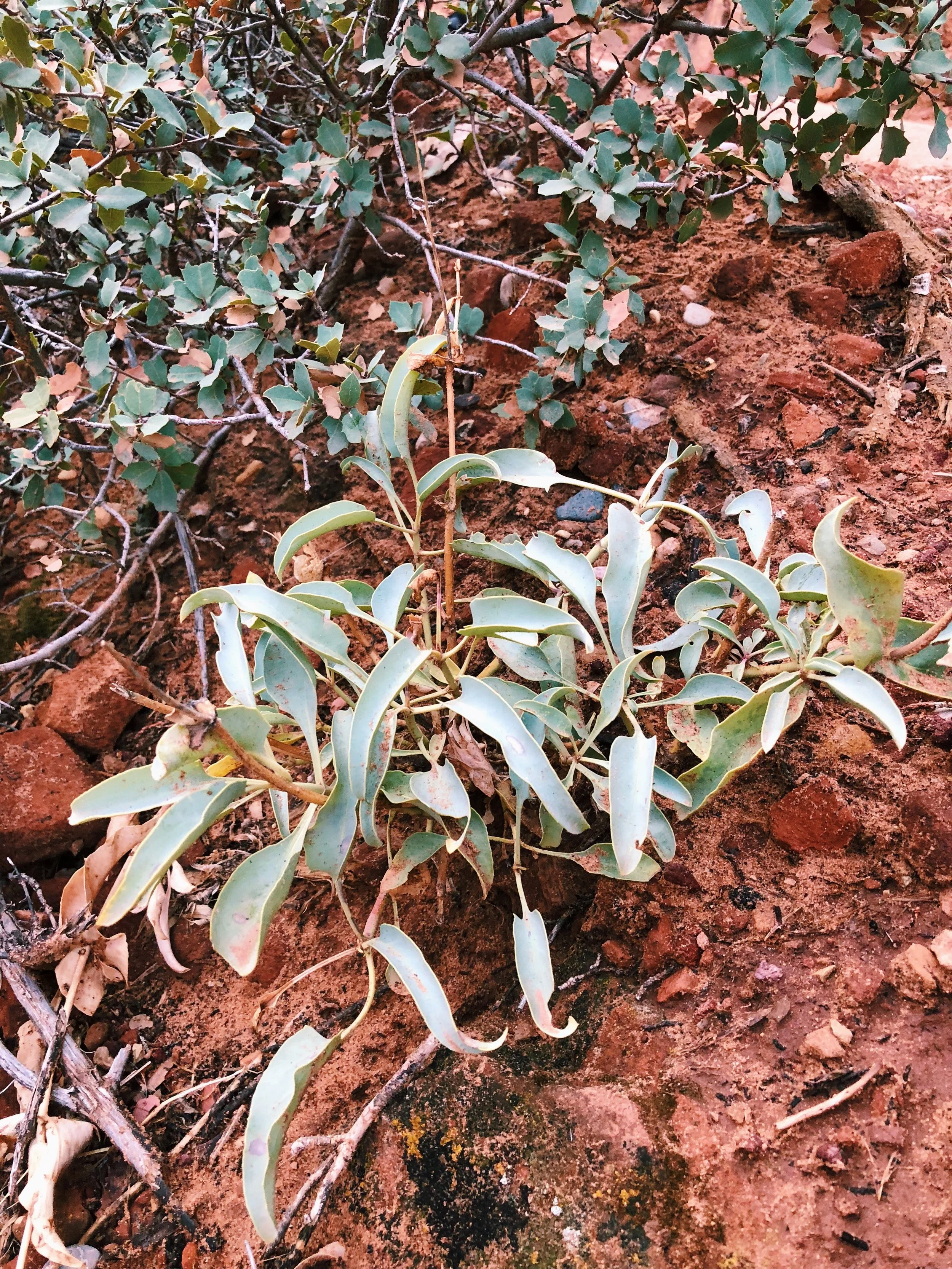 Penstemon palmeri, Palmers penstemon