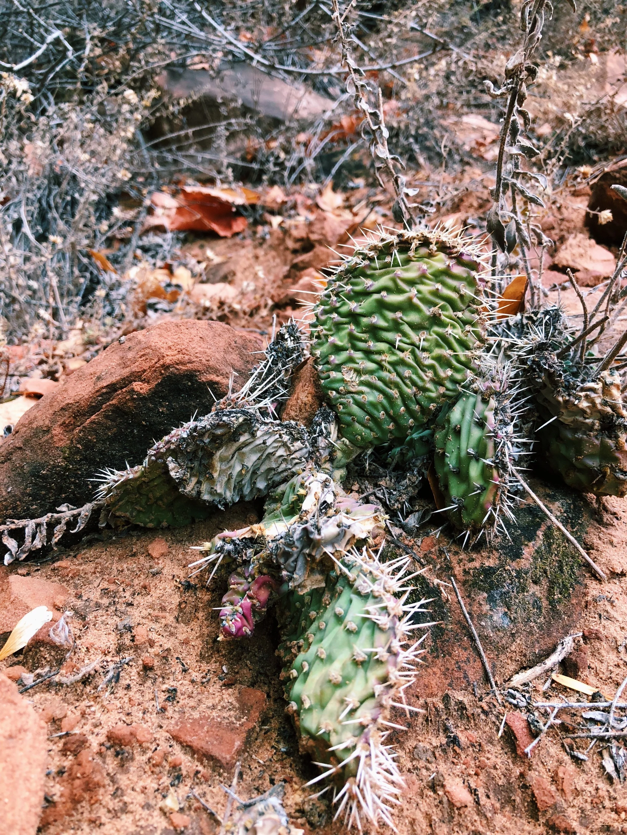 Opuntia polyacantha, Plains prickly pear