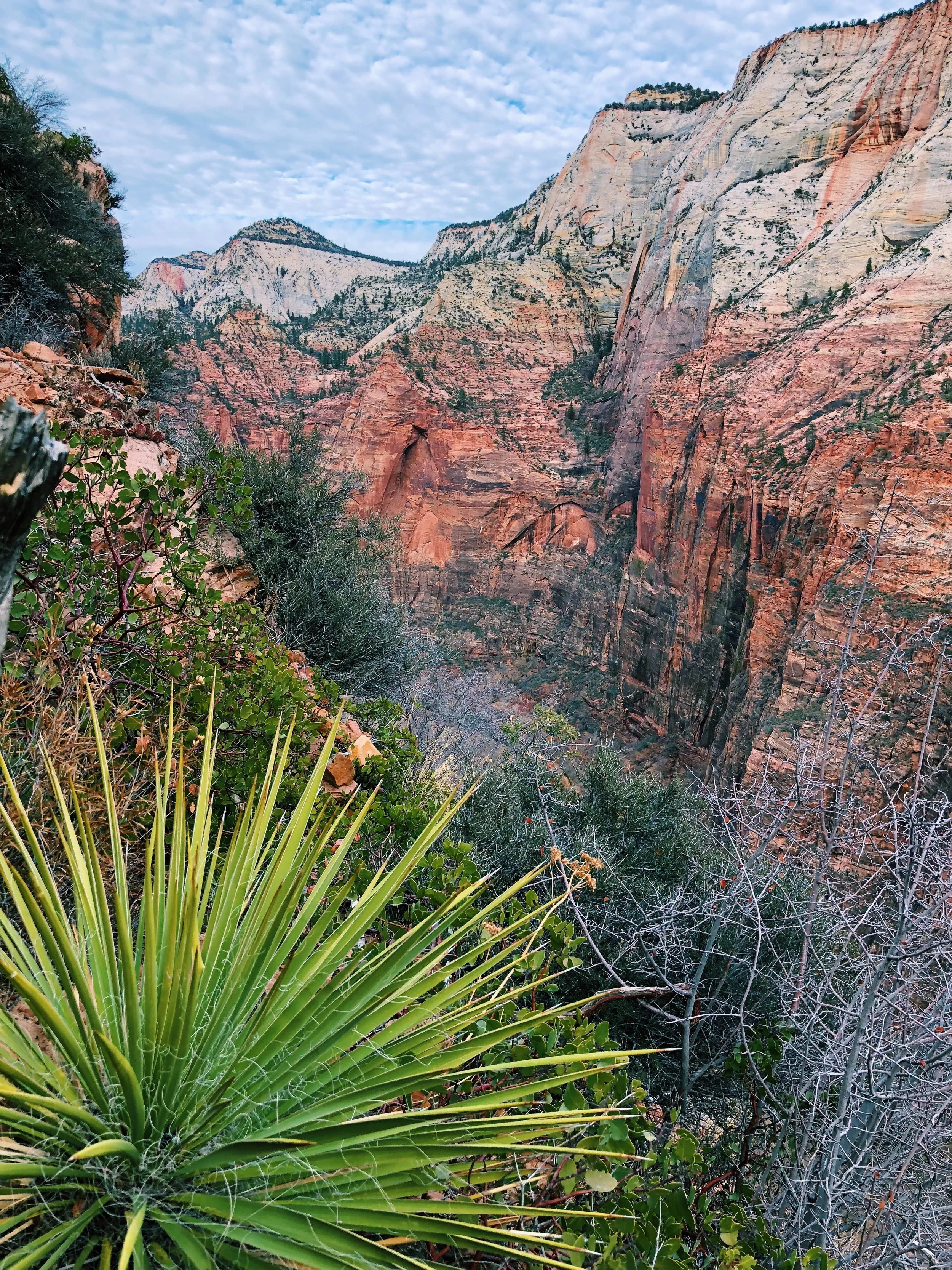 Yucca angustissima, Narrowleaf yucca