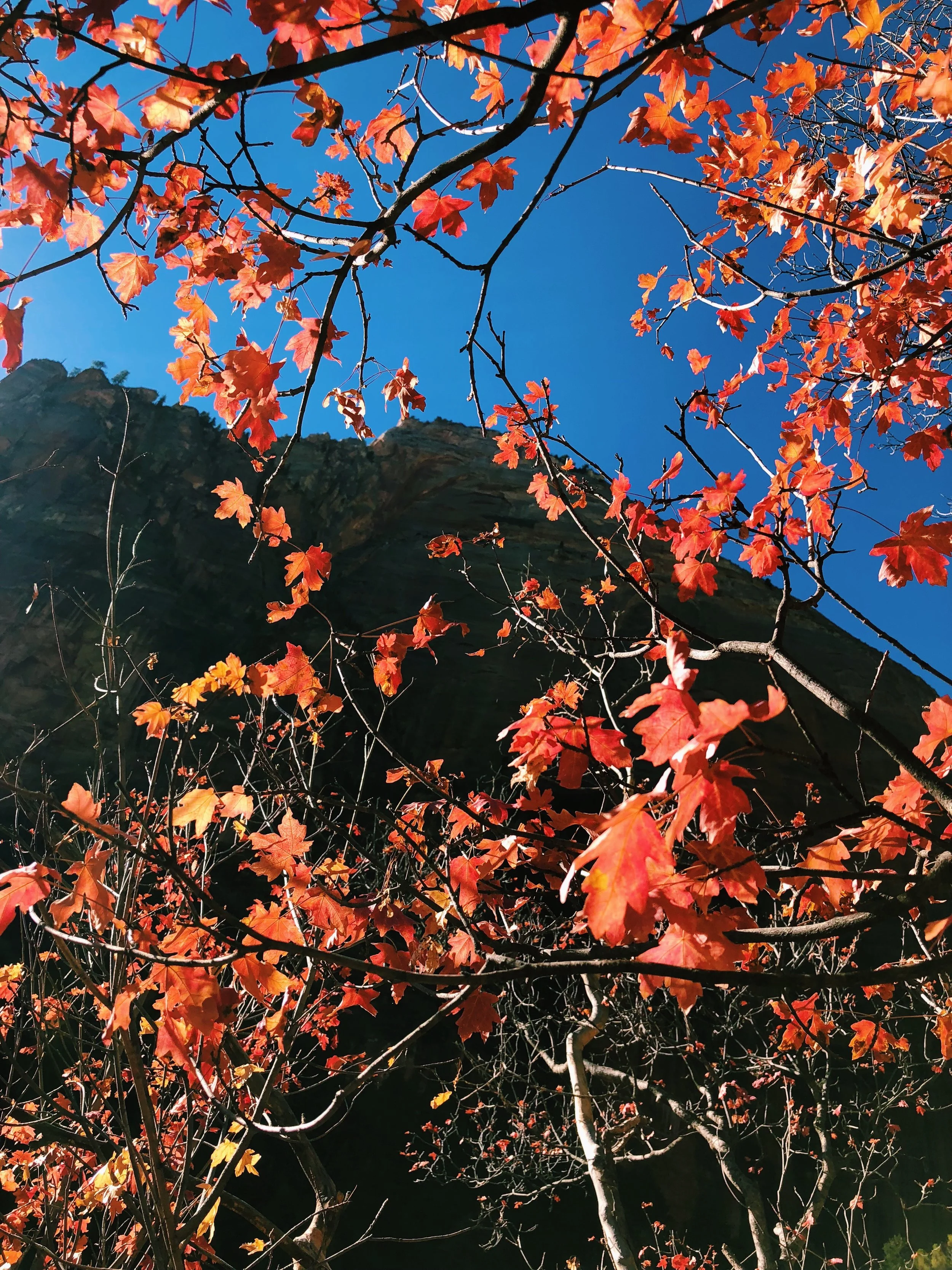 Acer grandidentatum, Bigtooth maple