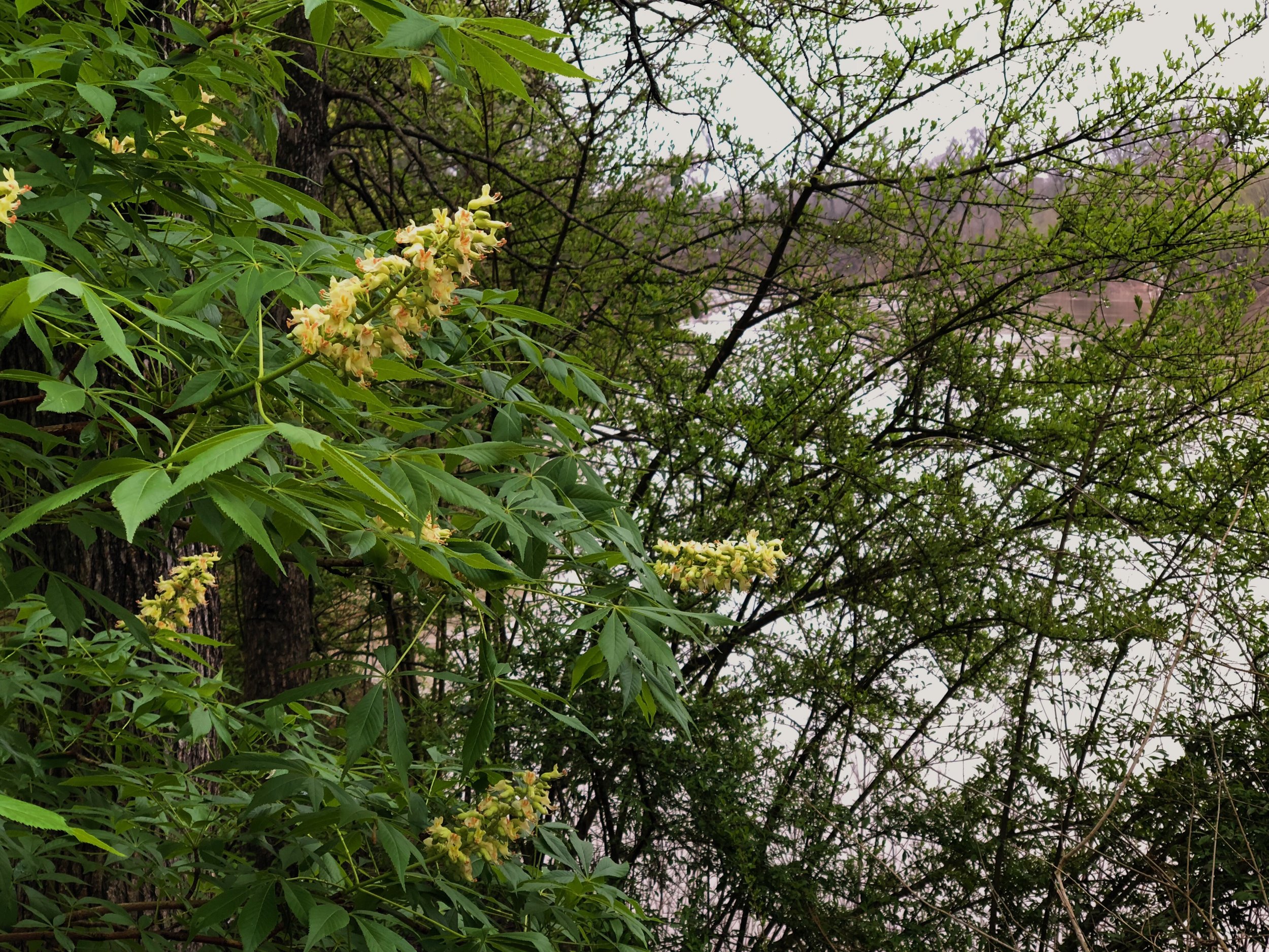 Aesculus glabra var. arguta, Texas buckeye