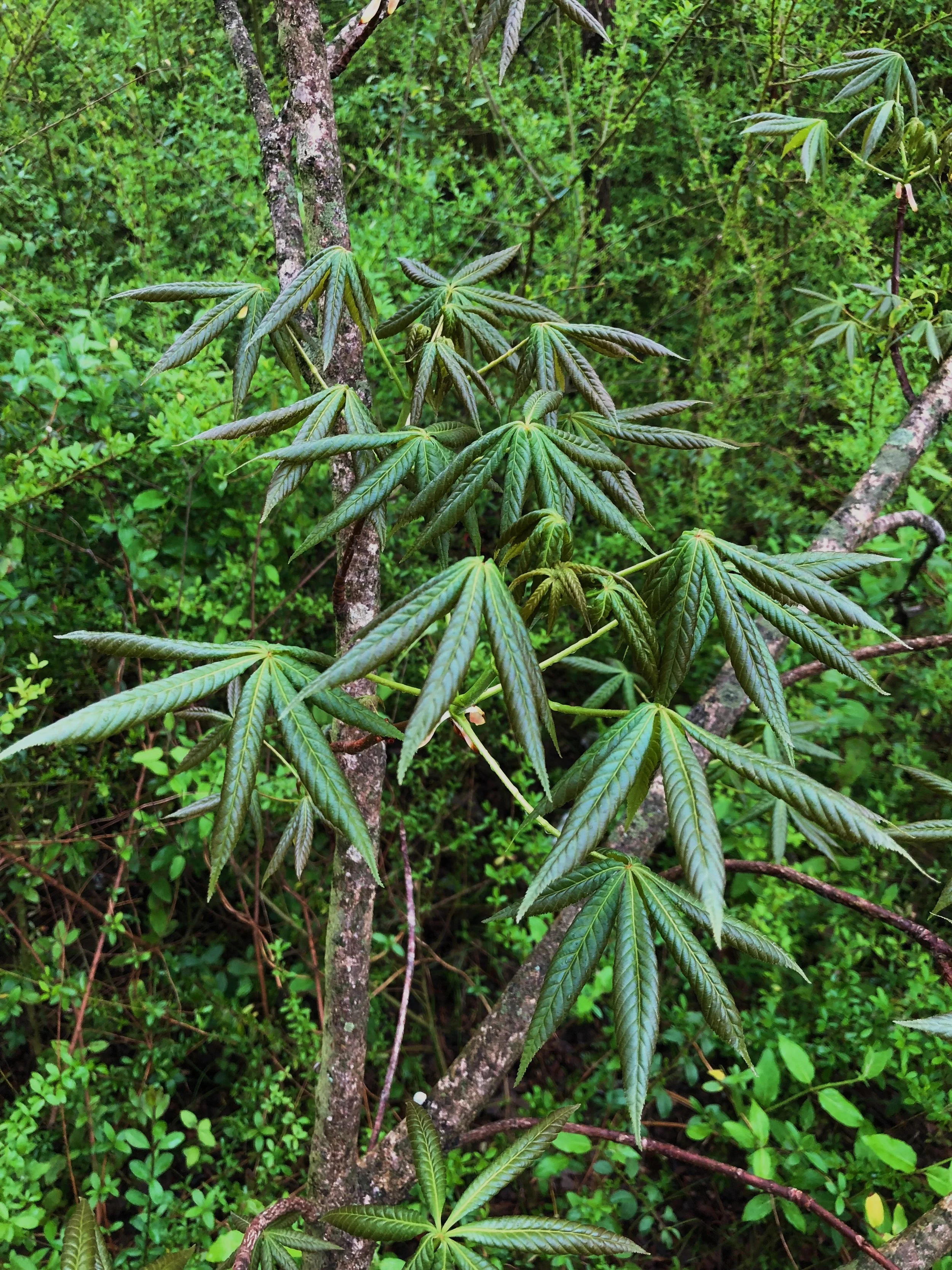 Aesculus glabra var. arguta, Texas buckeye