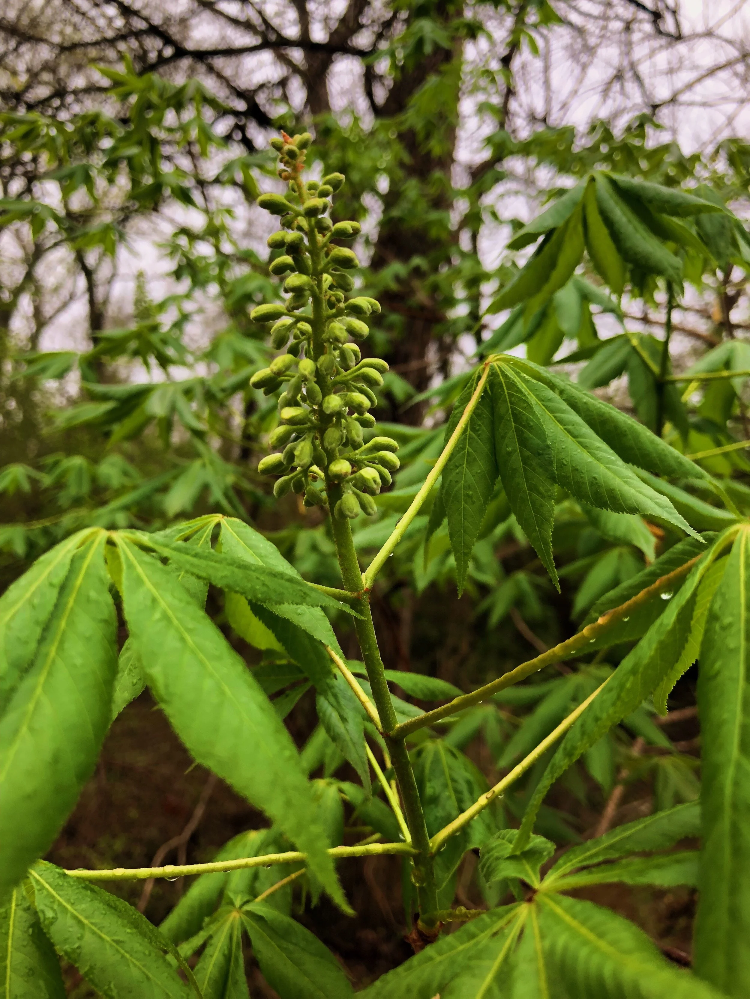 Aesculus glabra var. arguta, Texas buckeye