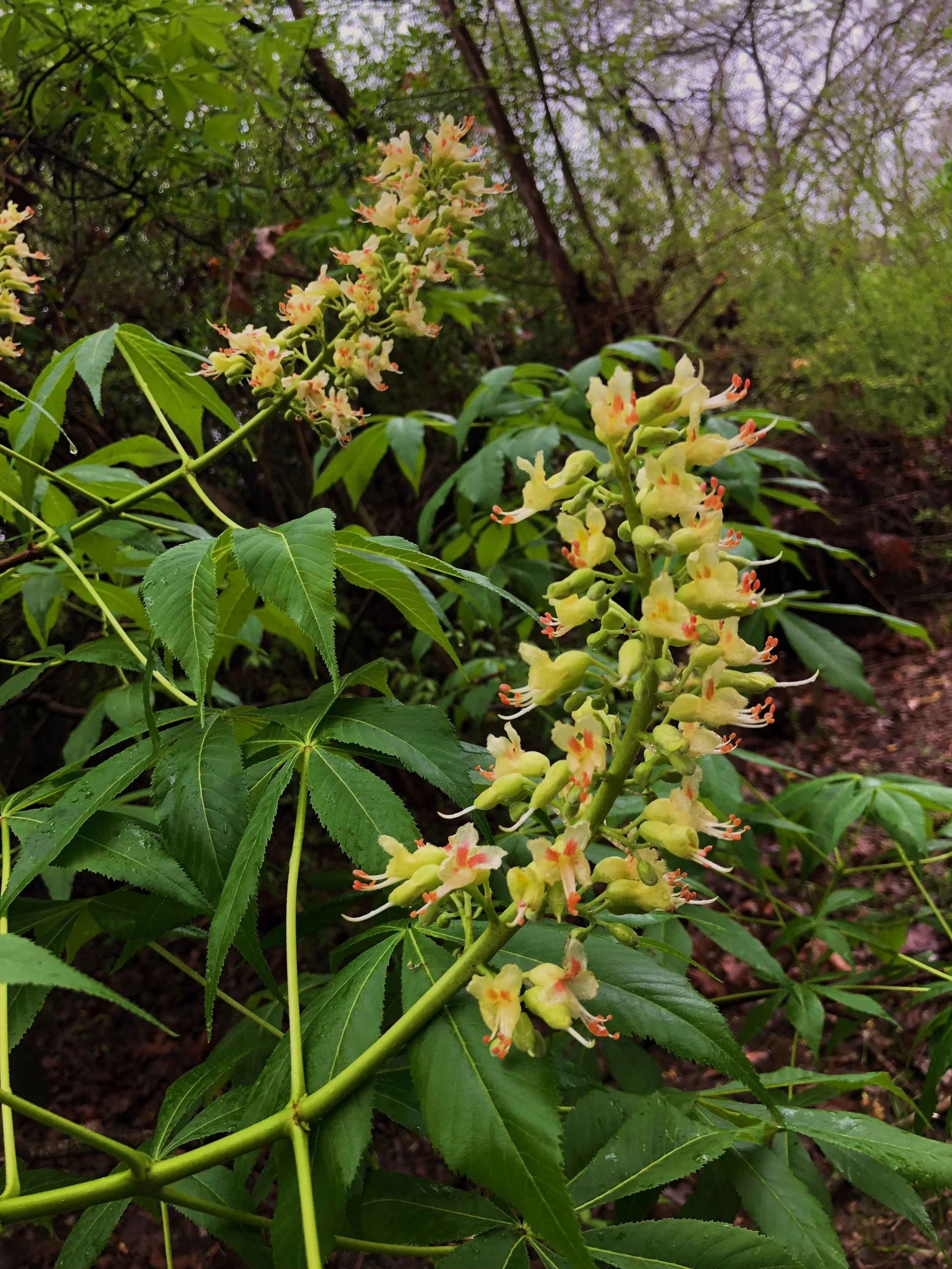 Aesculus glabra var. arguta, Texas buckeye