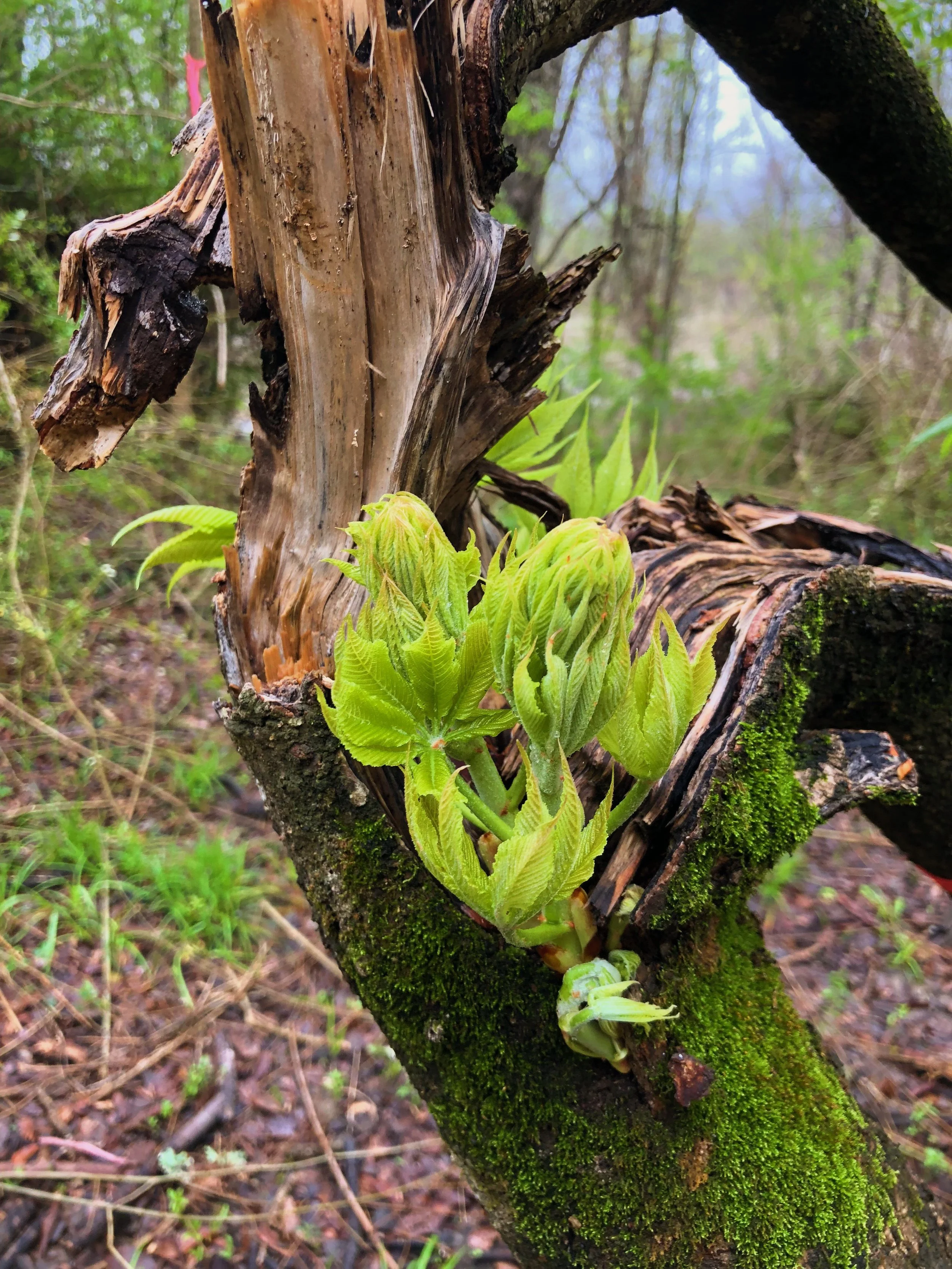 Aesculus glabra var. arguta, Texas buckeye