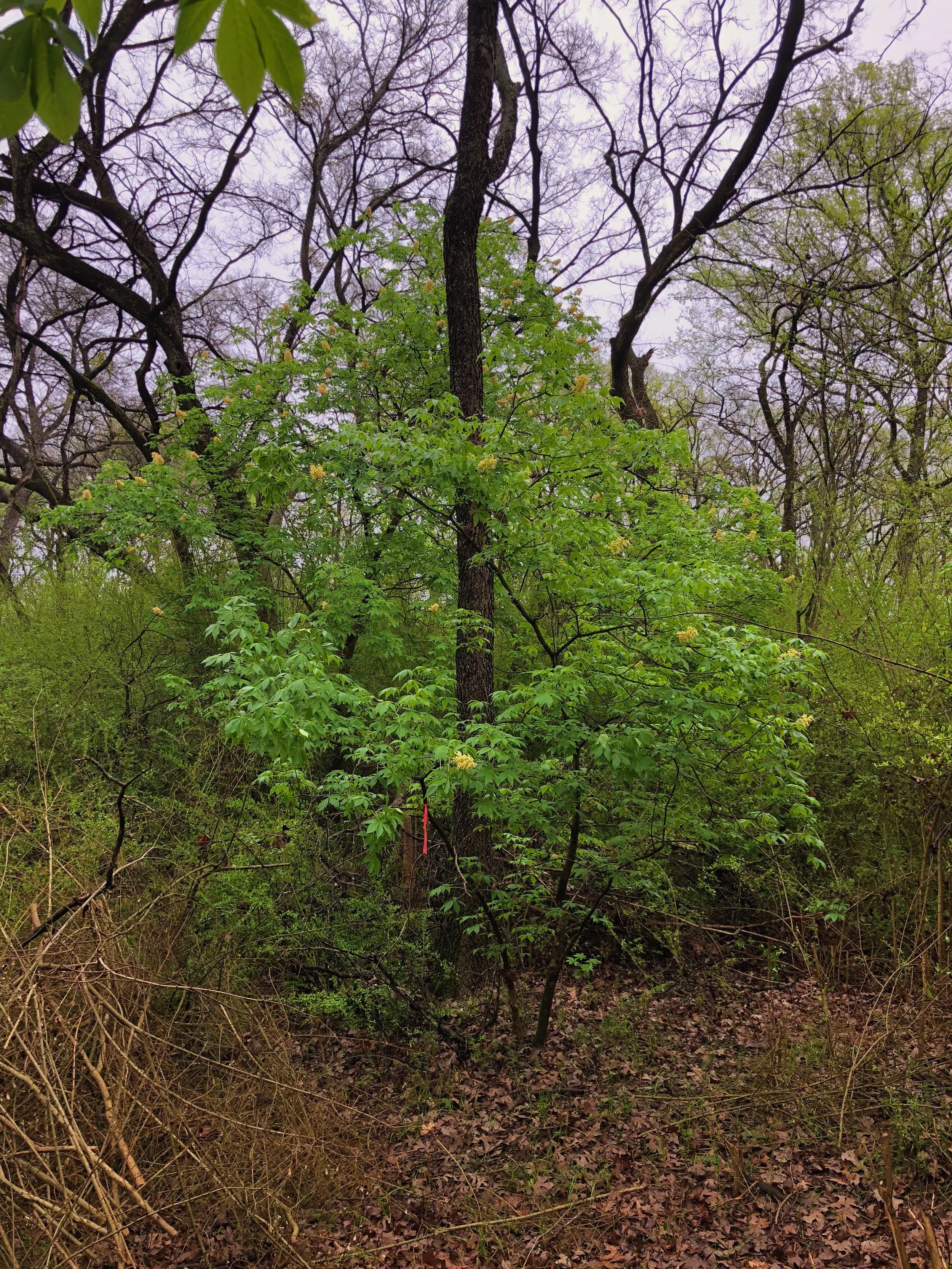 Aesculus glabra var. arguta, Texas buckeye