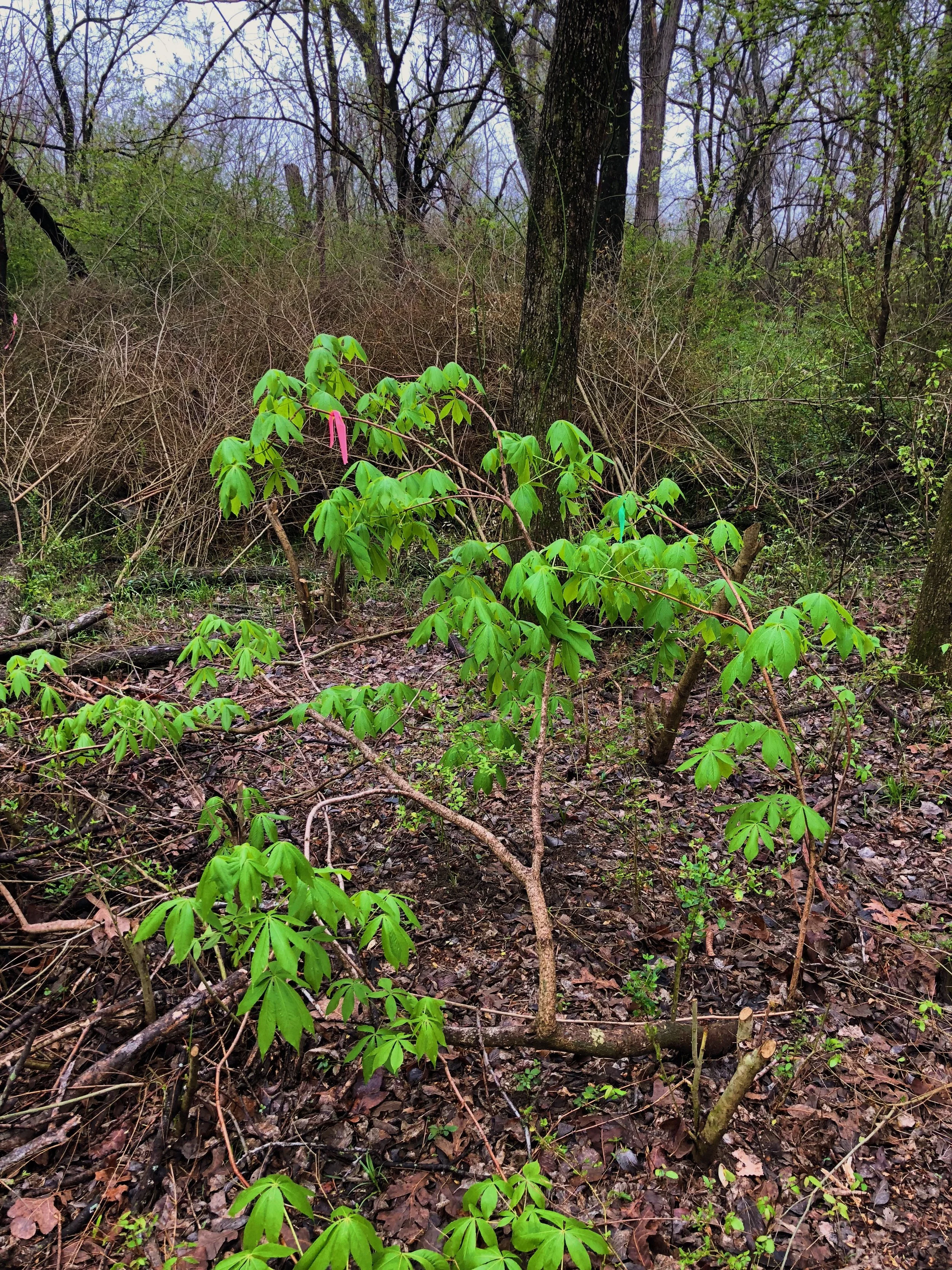 Aesculus glabra var. arguta, Texas buckeye