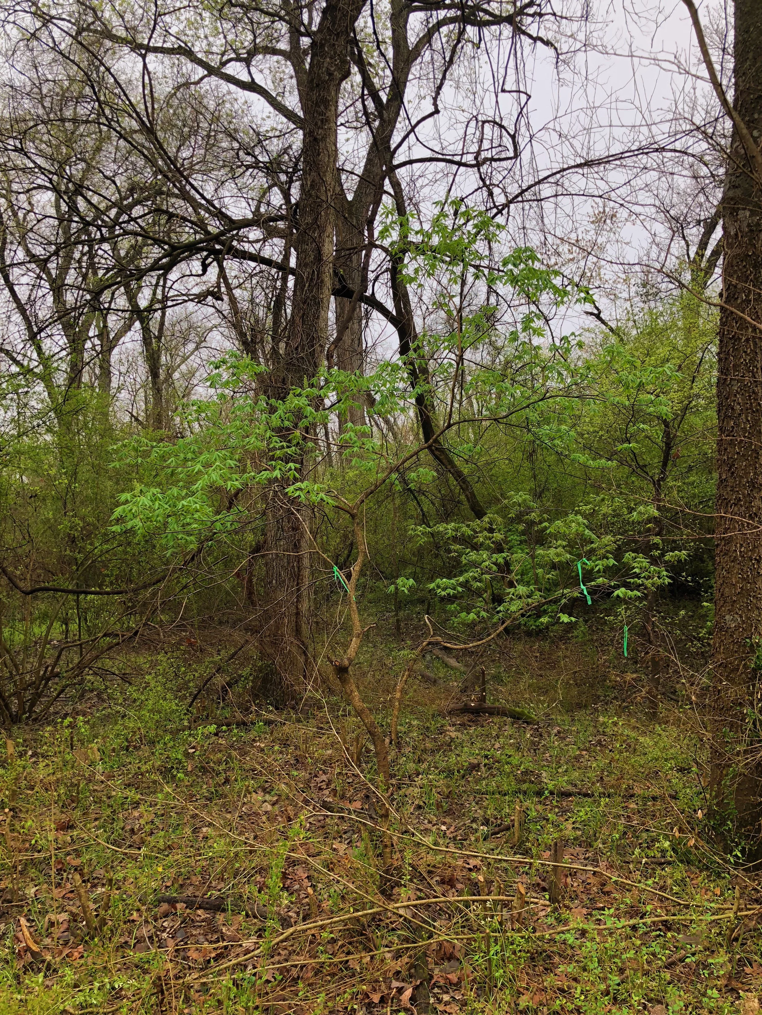 Aesculus glabra var. arguta, Texas buckeye
