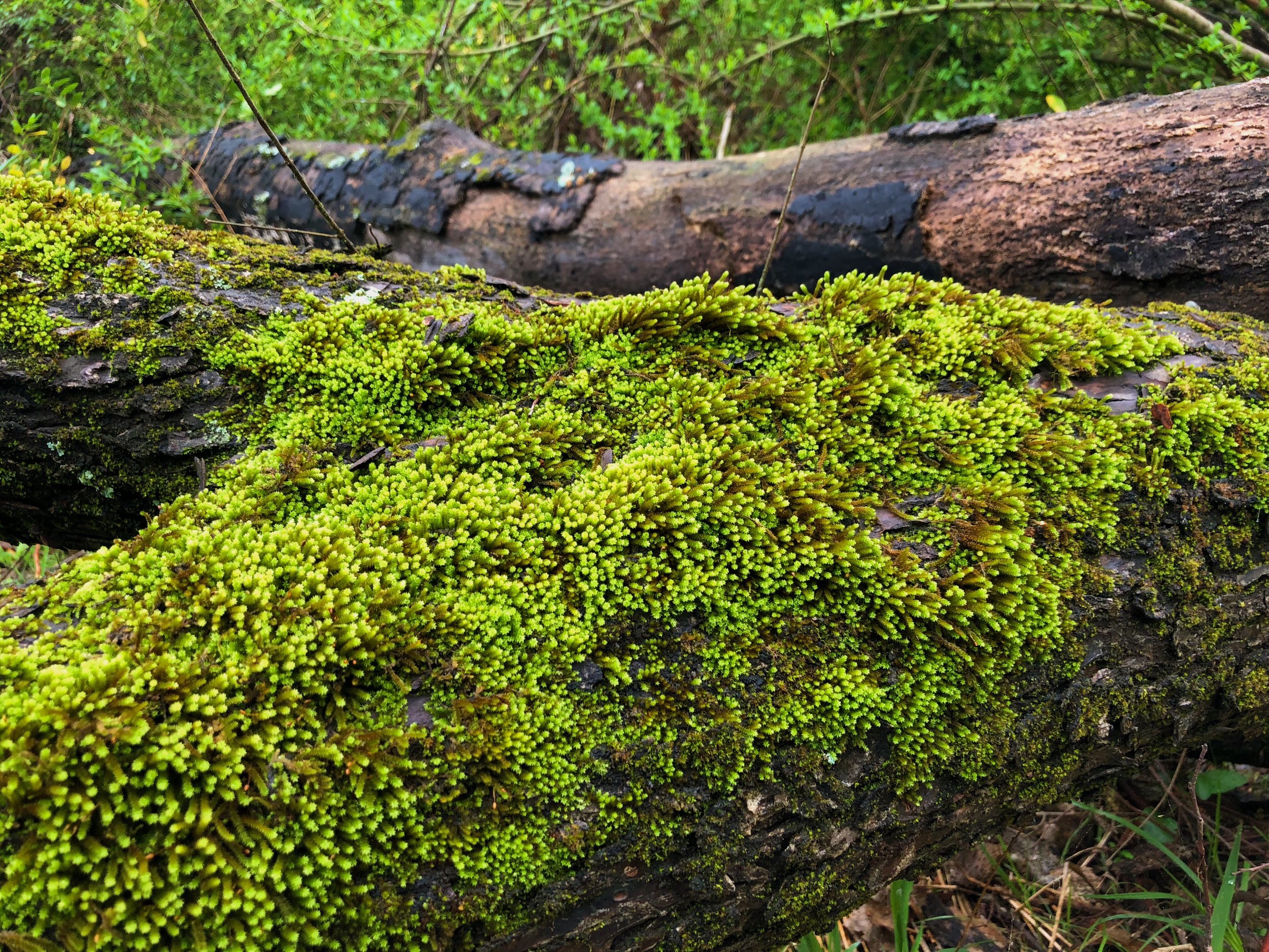 1D9E6E6B-75BC-4276-A75D-5461A8D52D72.jpeg