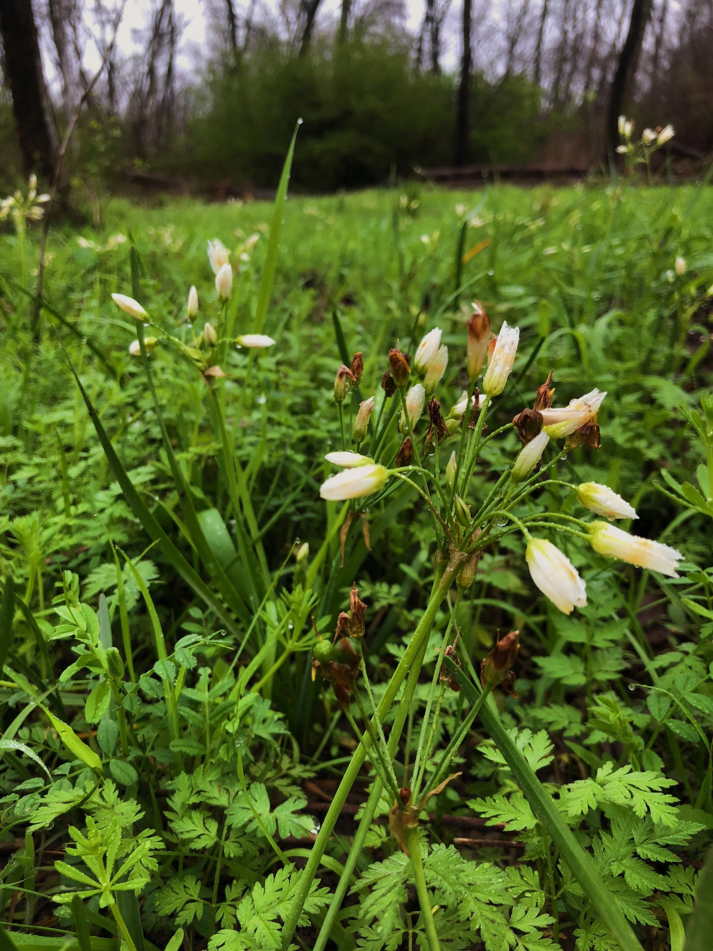 Allium sp.