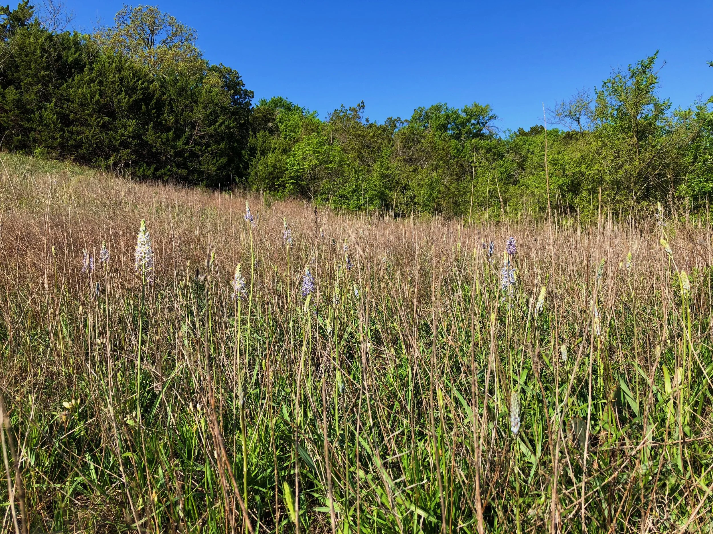 Camassia scilloides, Wild hyacinth