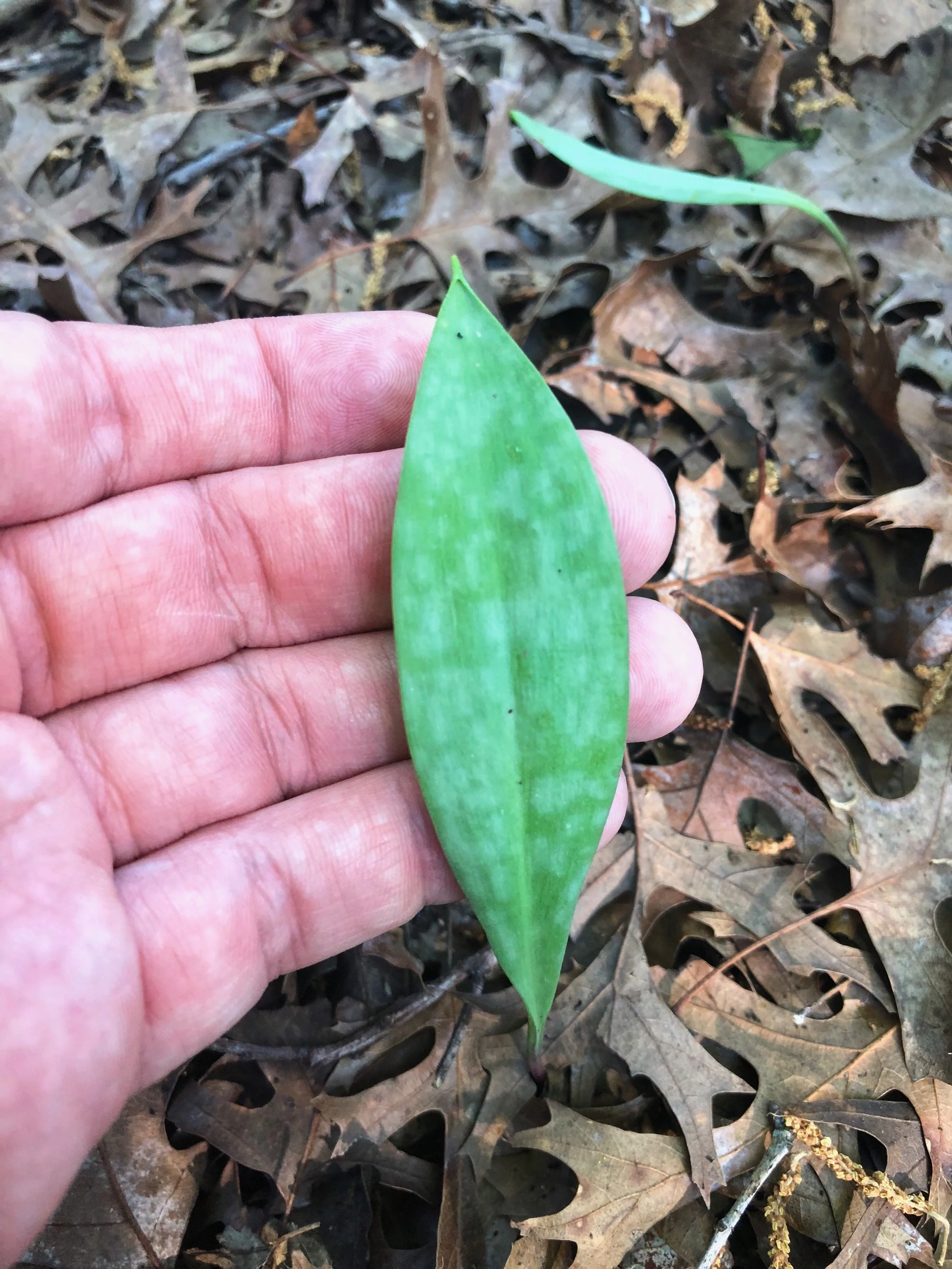 Erythronium albidum, White trout lily